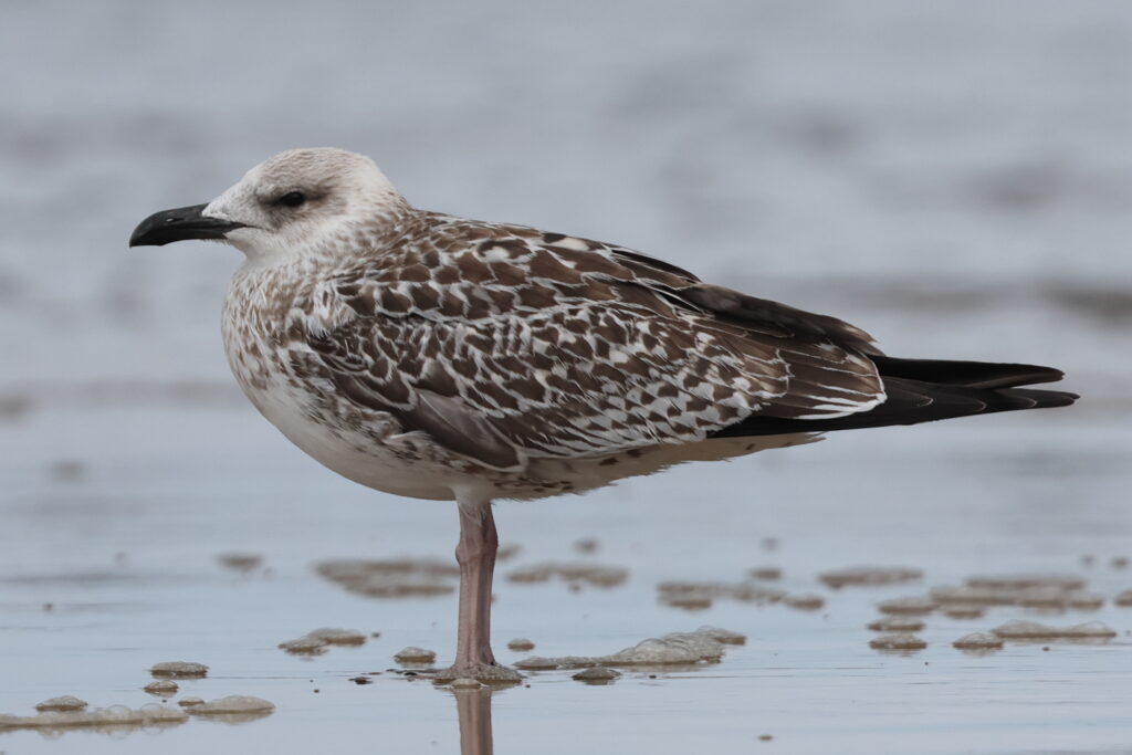 Yellow-legged Gull. Norfolk, 21 August 2025 © Neil G. Morris