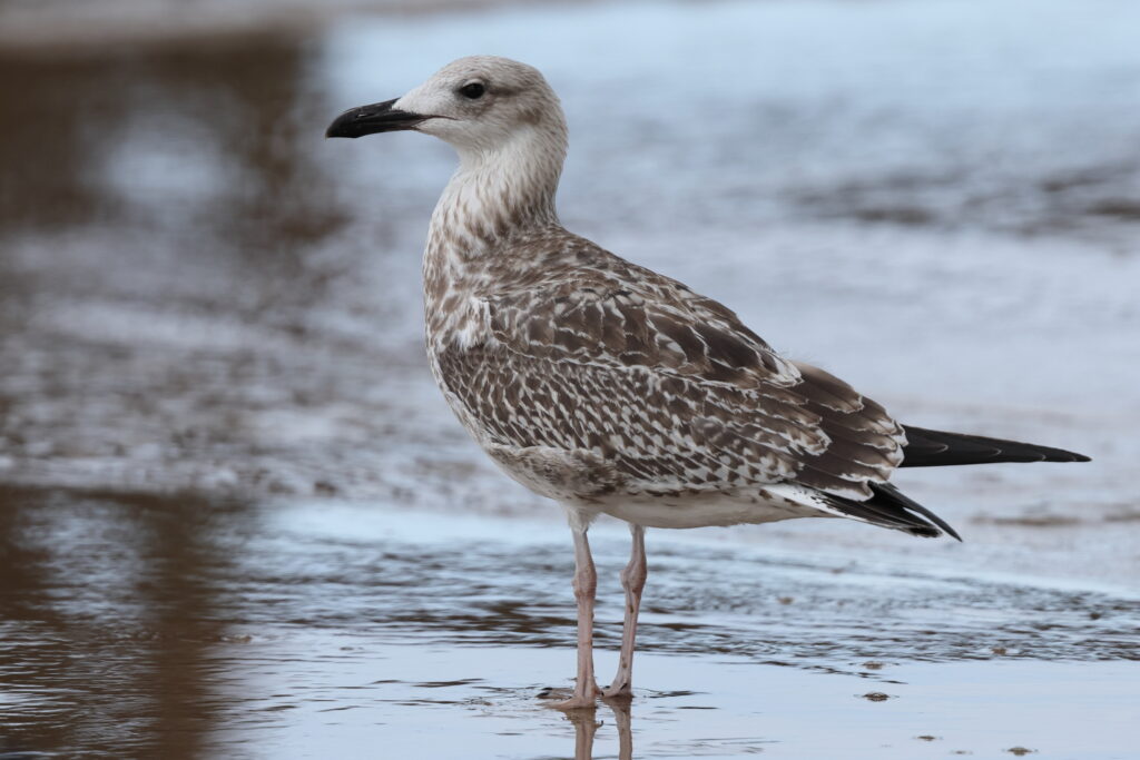 Yellow-legged Gull. Norfolk, 23 August 2025 © Neil G. Morris
