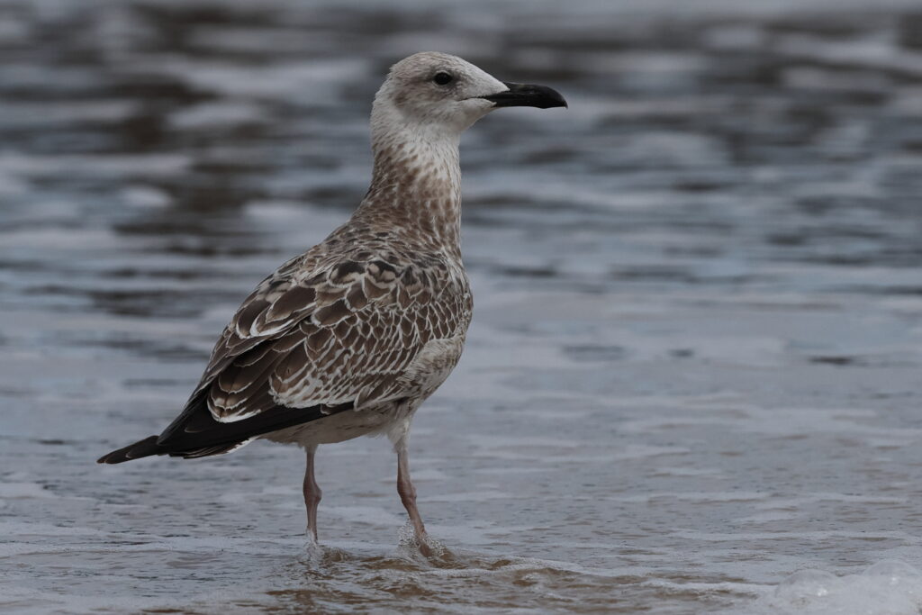 Yellow-legged Gull. Norfolk, 23 August 2025 © Neil G. Morris