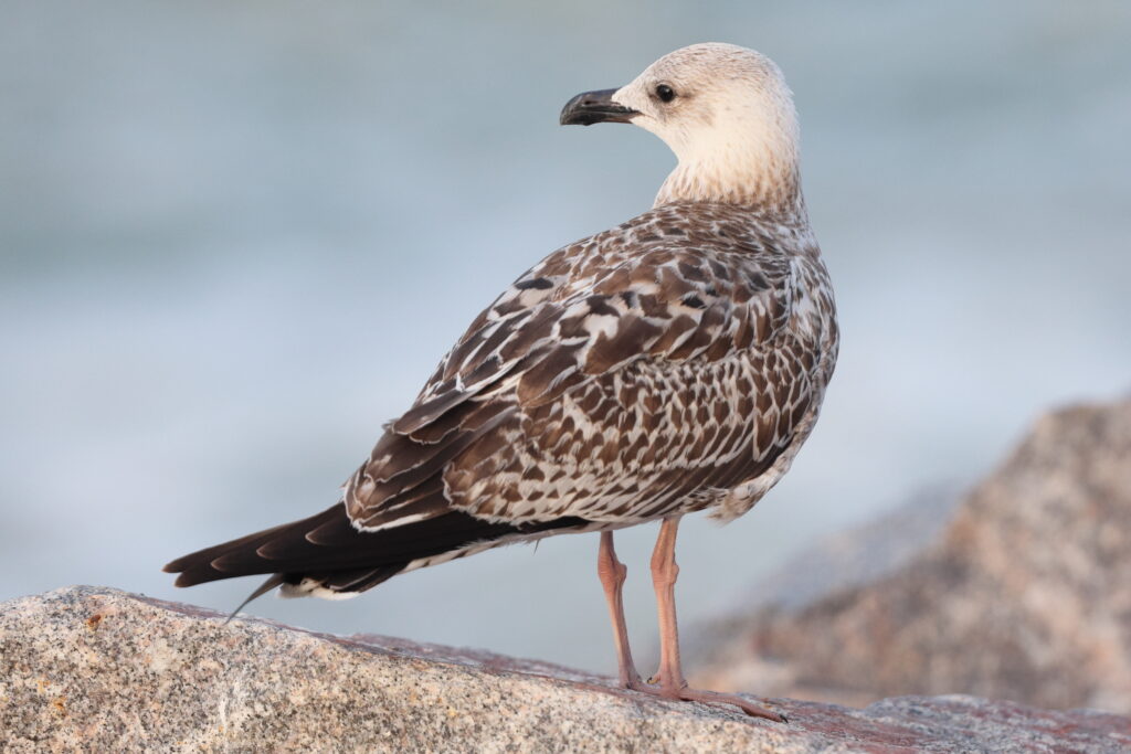 Yellow-legged Gull. Norfolk, 24 August 2025 © Neil G. Morris