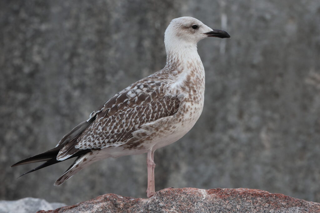 Yellow-legged Gull. Norfolk, 26 August 2025 © Neil G. Morris