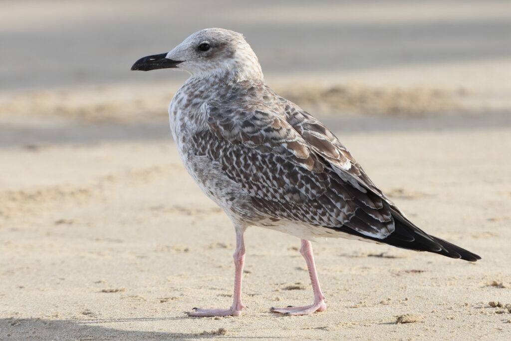 Yellow-legged Gull. Norfolk, 26 August 2025 © Neil G. Morris