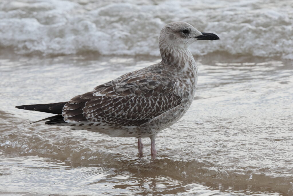 Yellow-legged Gull. Norfolk, 28 August 2025 © Neil G. Morris