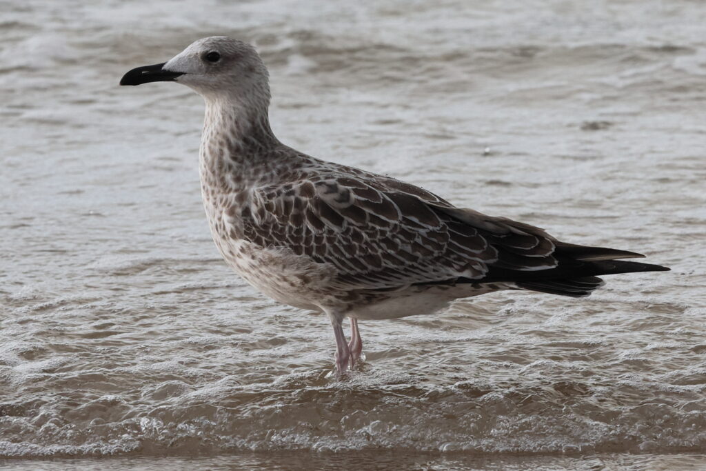 Yellow-legged Gull. Norfolk, 28 August 2025 © Neil G. Morris