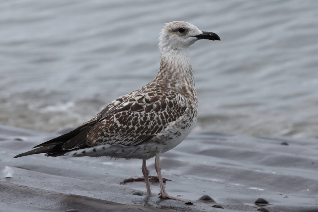 Yellow-legged Gull. Norfolk, 29 August 2025 © Neil G. Morris