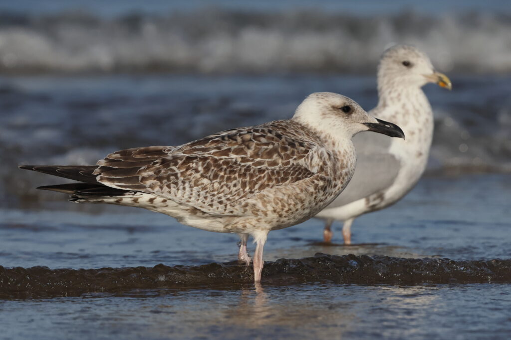 Yellow-legged Gull. Norfolk, 01 September 2025 © Neil G. Morris