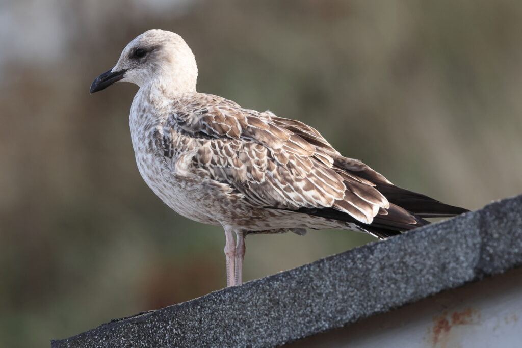 Yellow-legged Gull. Norfolk, 01 September 2025 © Neil G. Morris