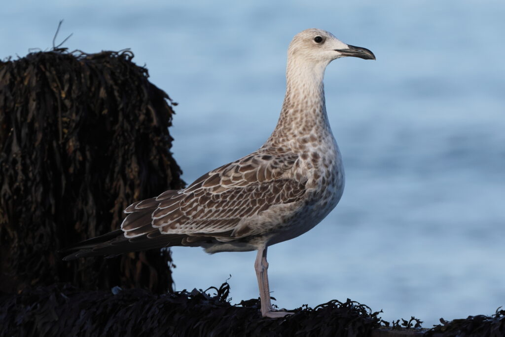 Yellow-legged Gull. Norfolk, 01 September 2025 © Neil G. Morris