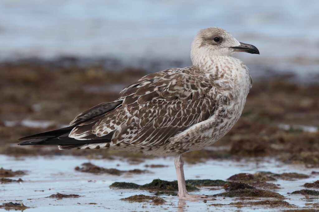 Yellow-legged Gull. Norfolk, 08 September 2025 © Neil G. Morris