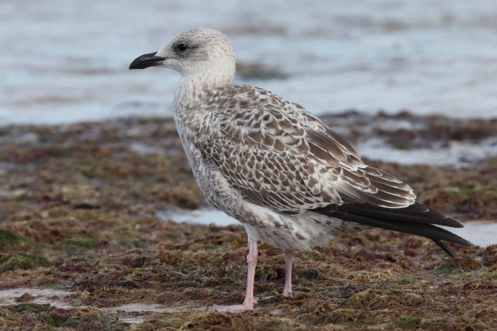 Yellow-legged Gull. Norfolk, 08 September 2025 © Neil G. Morris