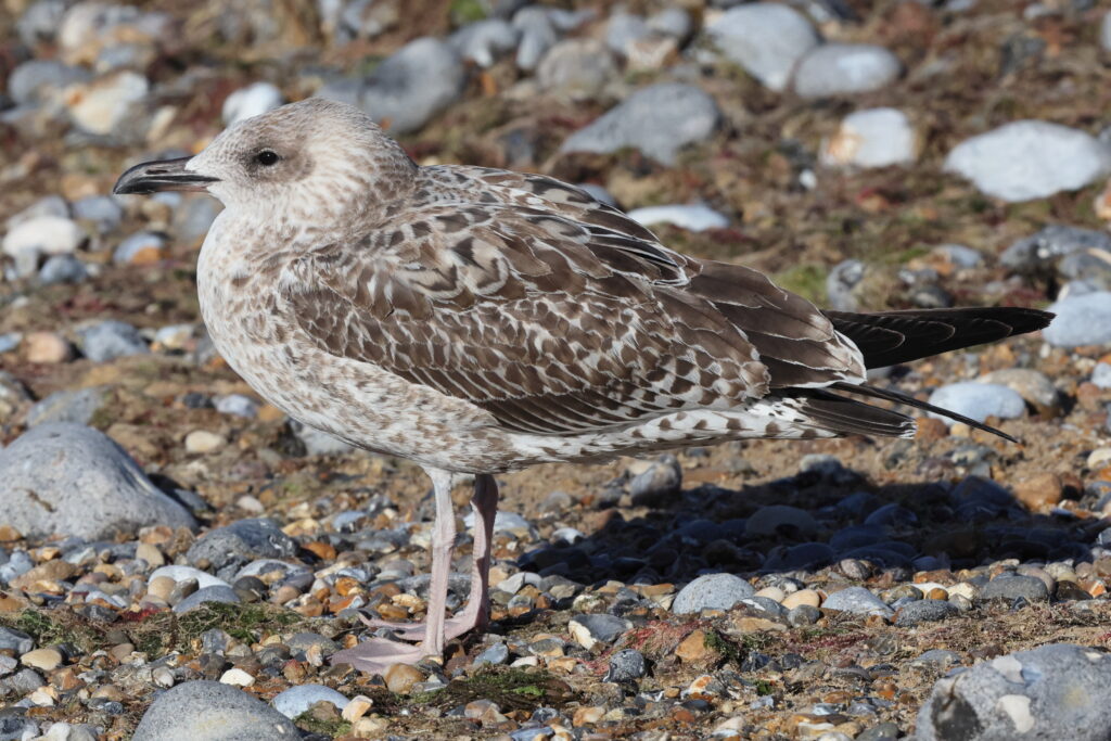 Yellow-legged Gull. Norfolk, 11 September 2025 © Neil G. Morris