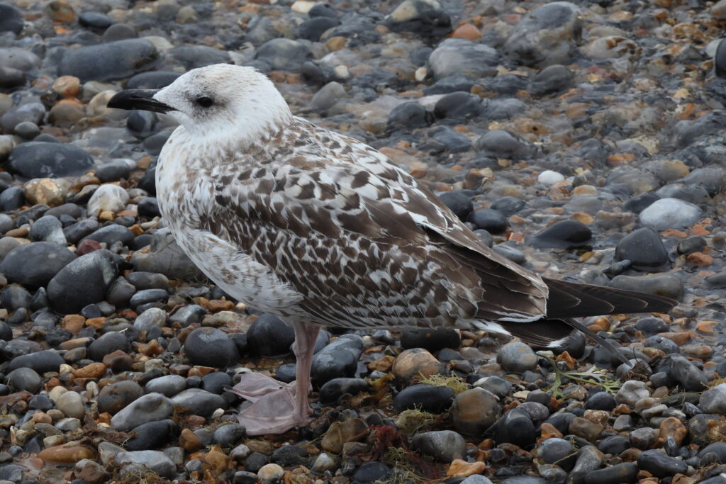 Yellow-legged Gull. Norfolk, 14 September 2025 © Neil G. Morris