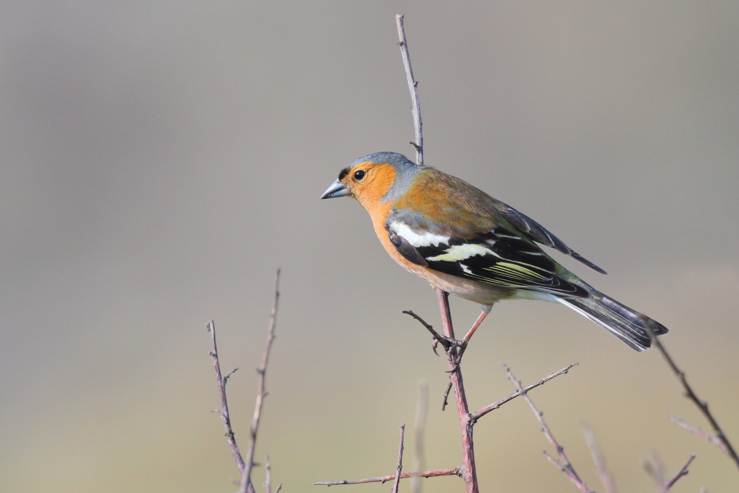 Chaffinch. Isle of Man, May 2016 © Neil G. Morris.