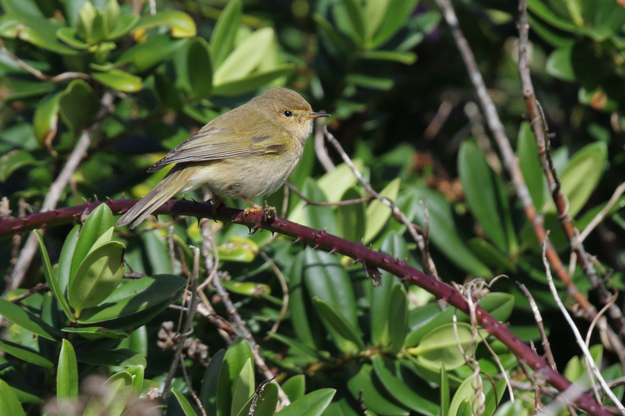 Chiffchaff. Isle of Man, February 2015 © Neil G. Morris.