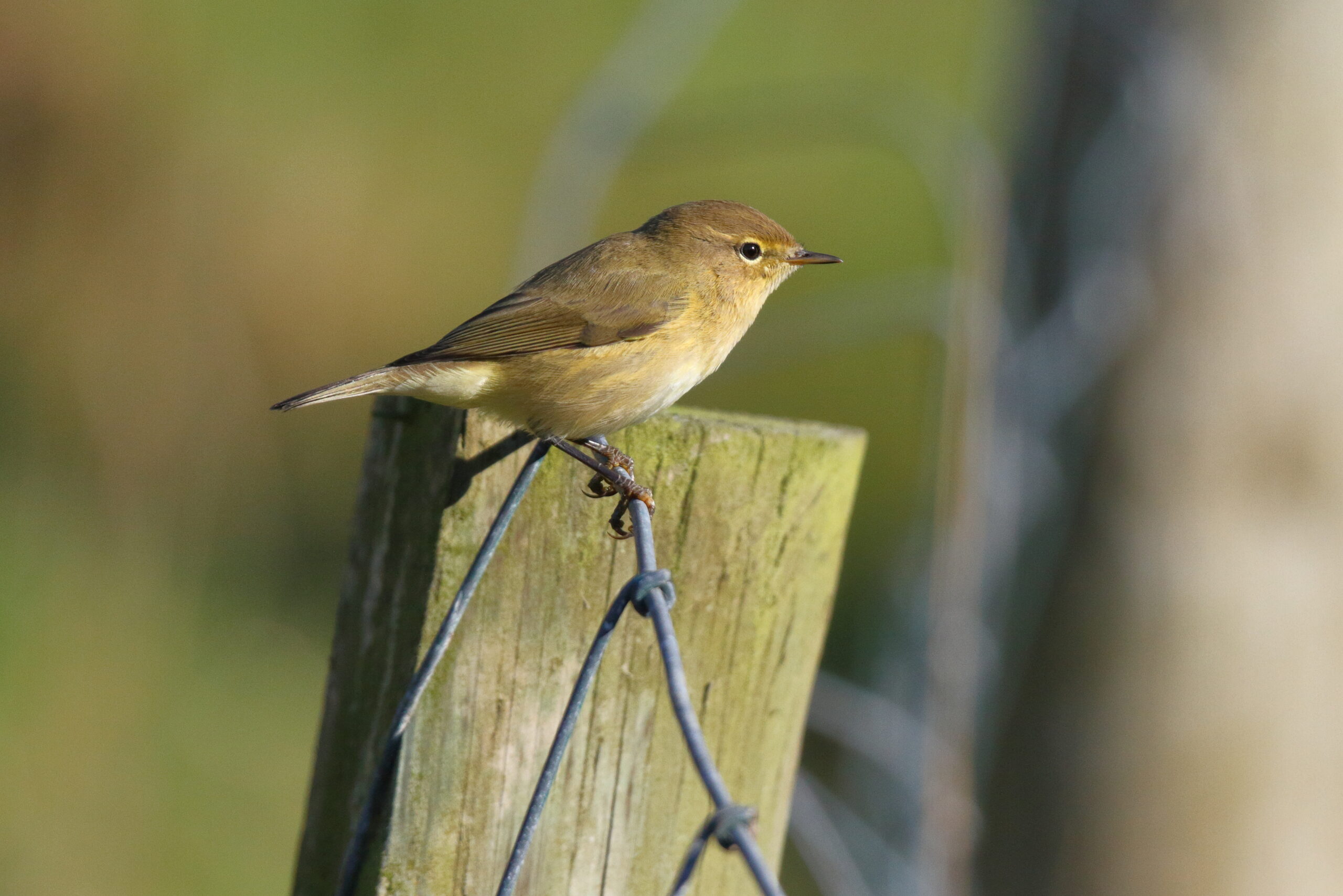 Chiffchaff. Isle of Man, September 2015 © Neil G. Morris.