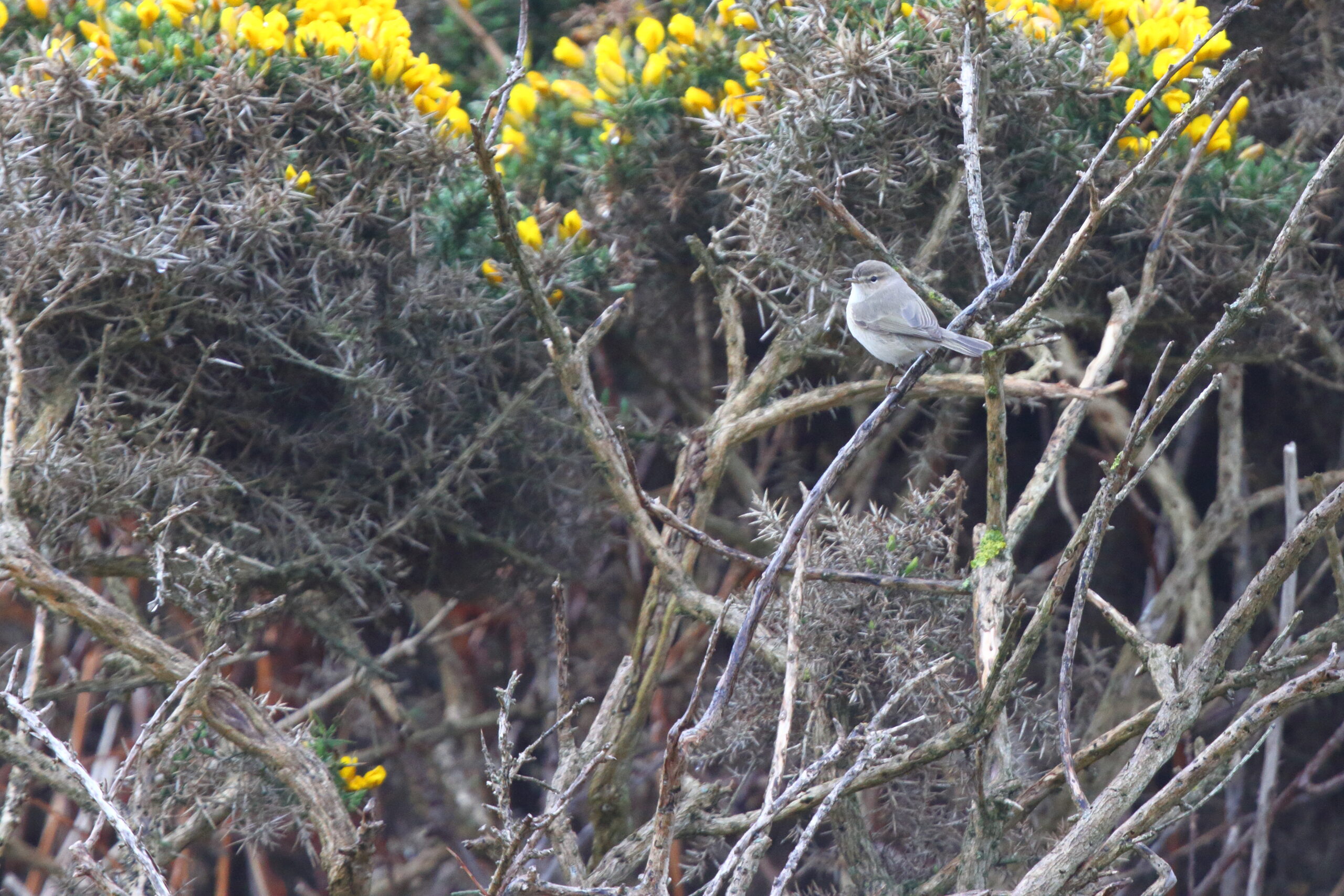 'Siberian' Chiffchaff. Isle of Man, April 2017 © Neil G. Morris.