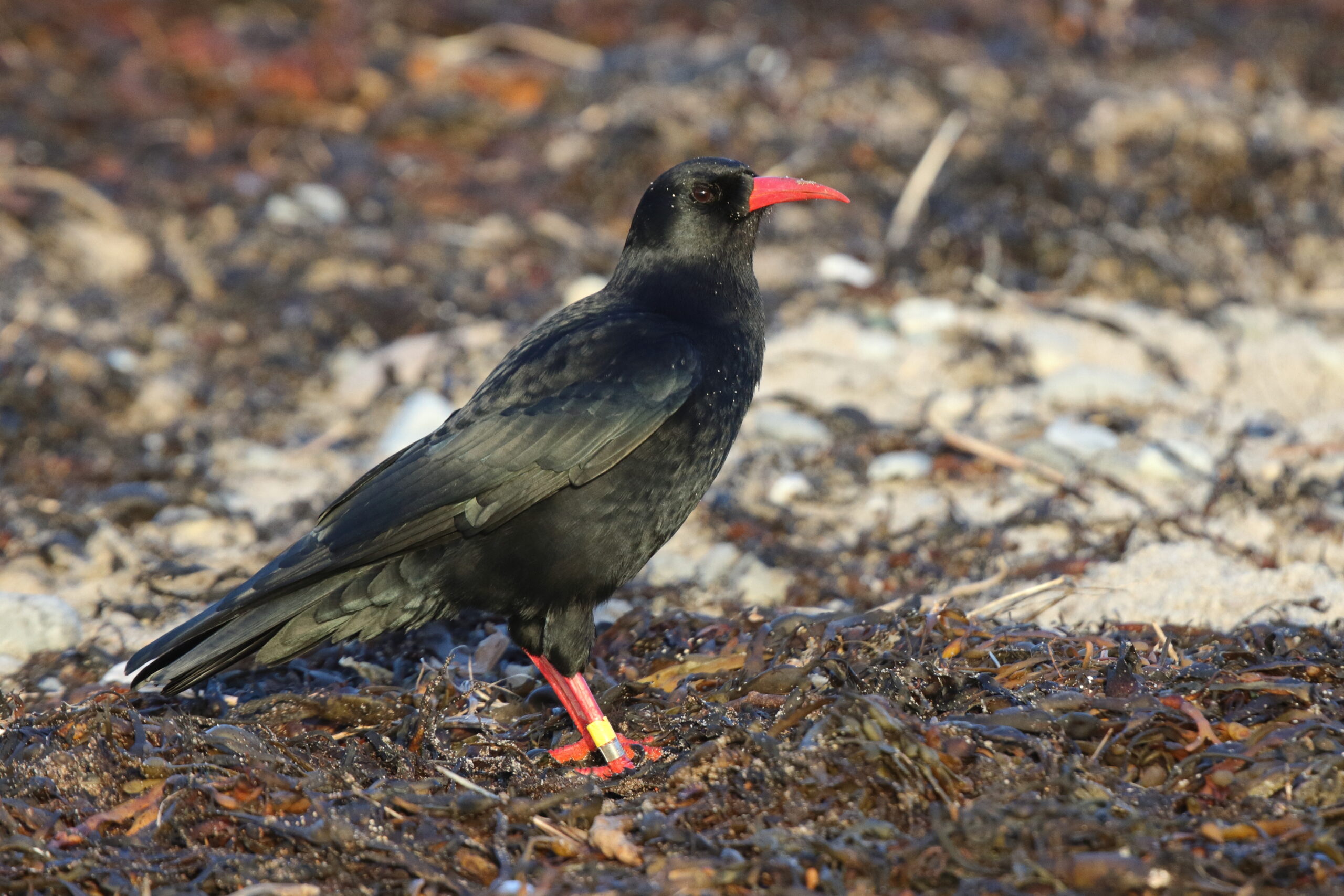 Chough. Isle of Man, December 2014 © Neil G. Morris.