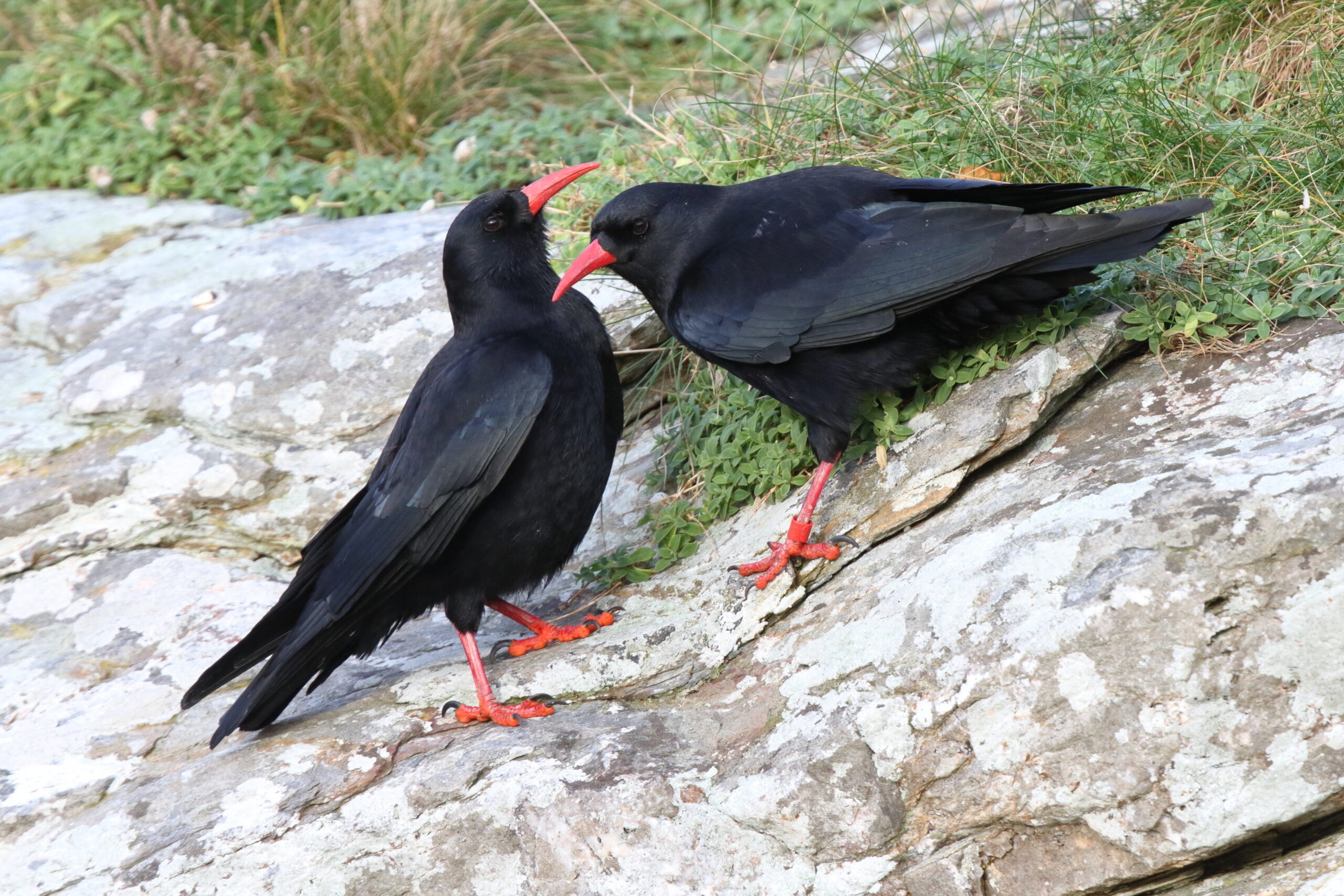 Chough. Isle of Man, December 2014 © Neil G. Morris.
