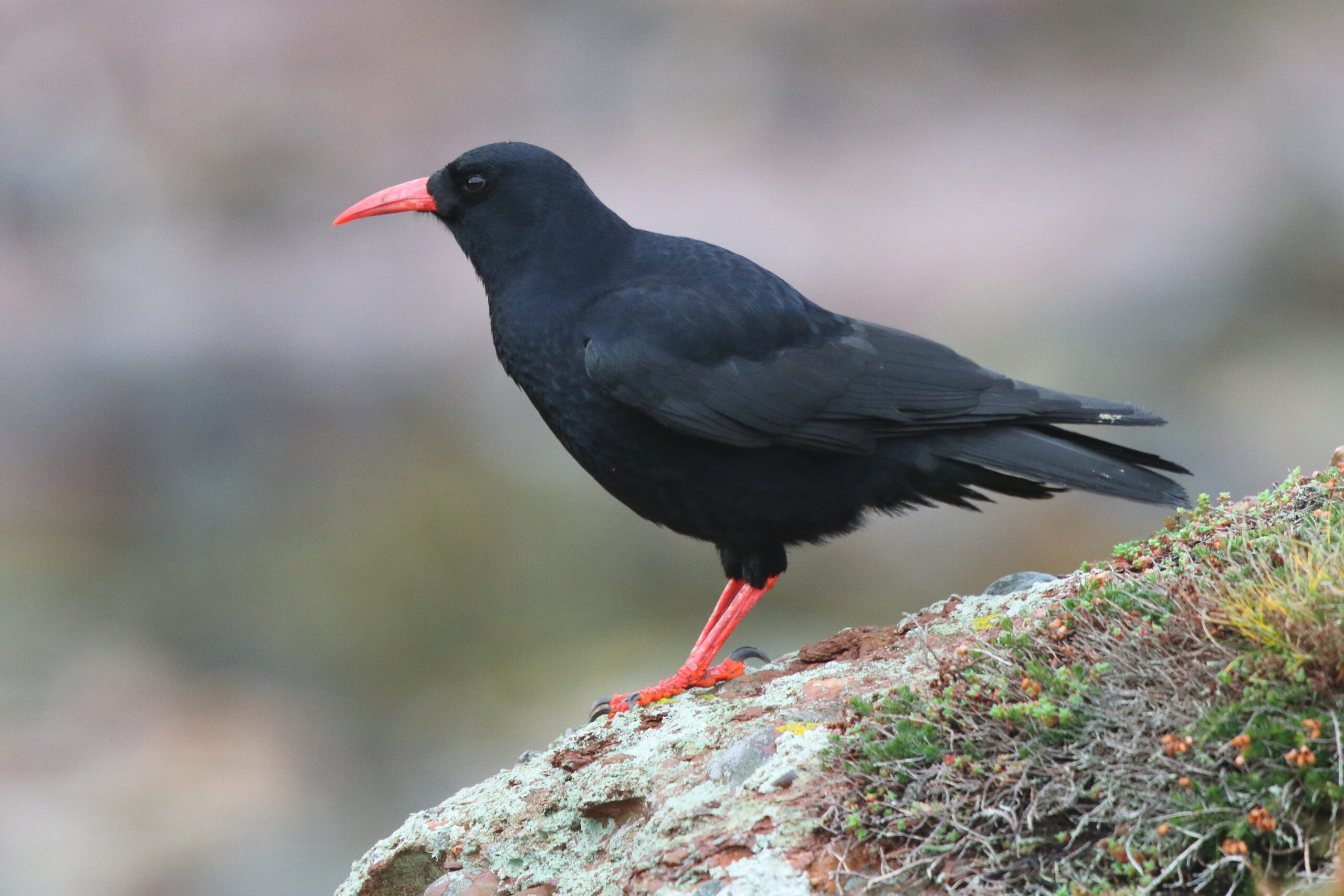 Chough. Isle of Man, December 2015 © Neil G. Morris.