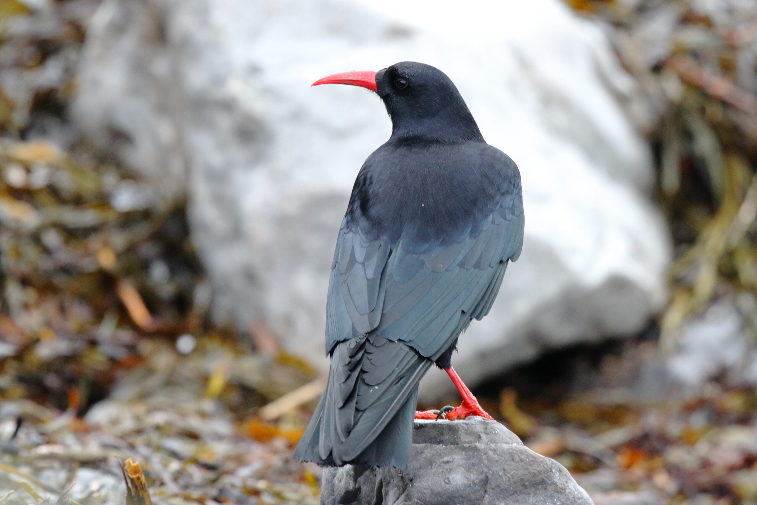 Chough. Isle of Man, December 2015 © Neil G. Morris.