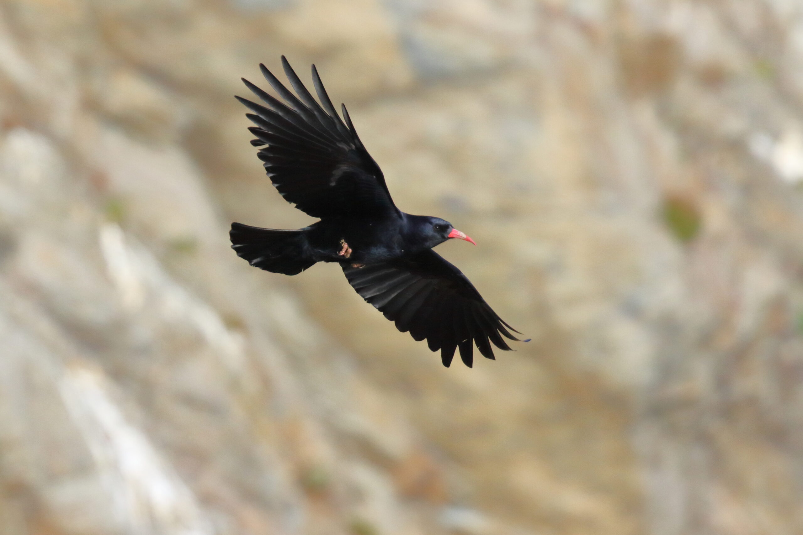 Chough. Isle of Man, February 2015 © Neil G. Morris.