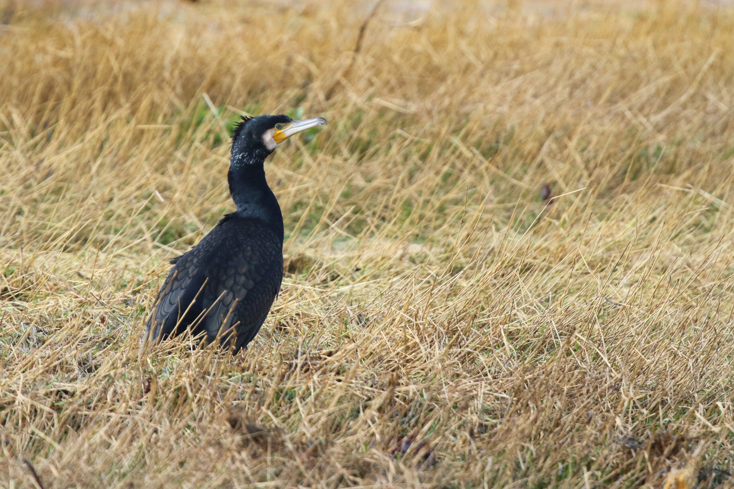 'Continental' Cormorant. Isle of Man, February 2016 © Neil G. Morris.