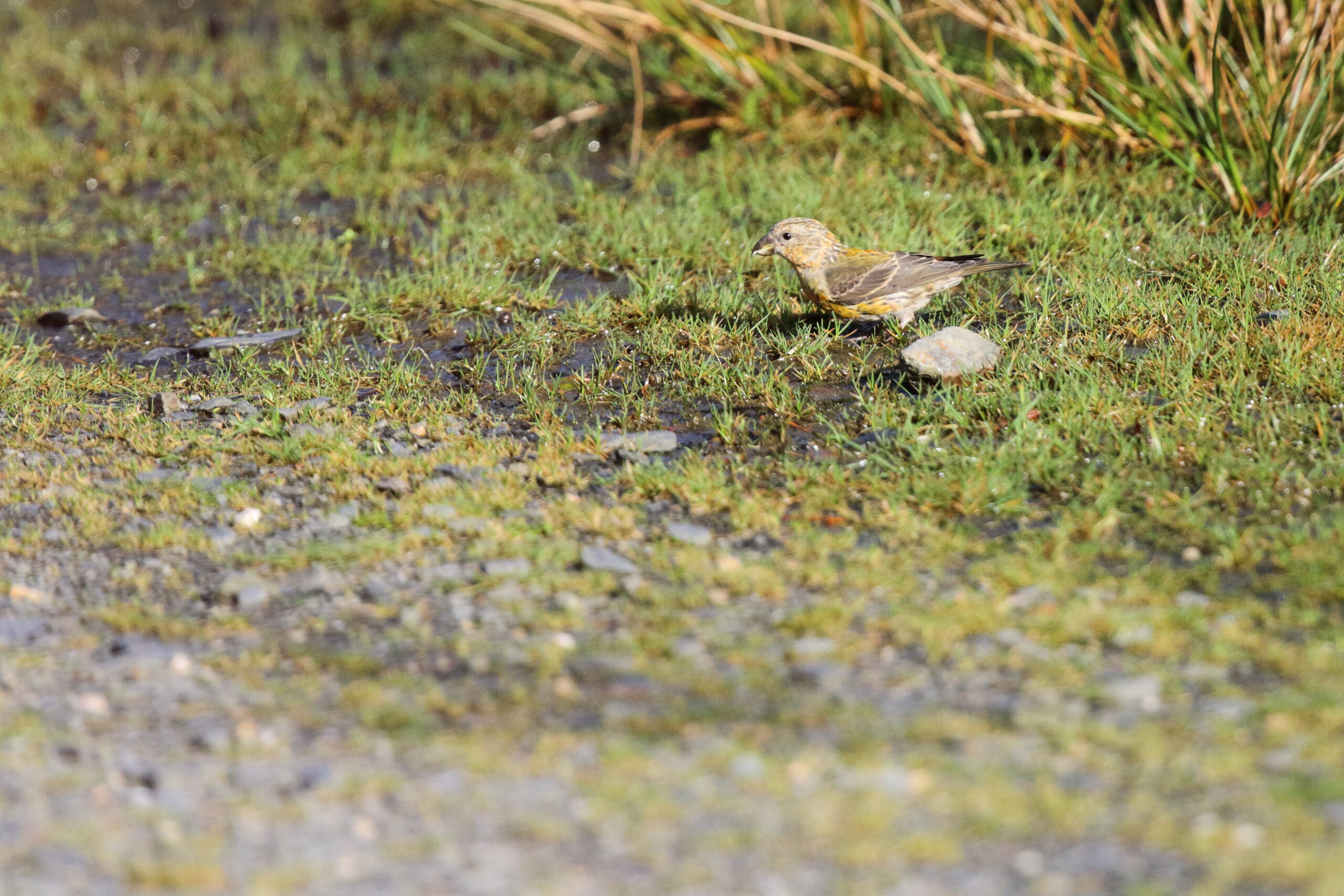 Common Crossbill. Isle of Man, October 2017 © Neil G. Morris.
