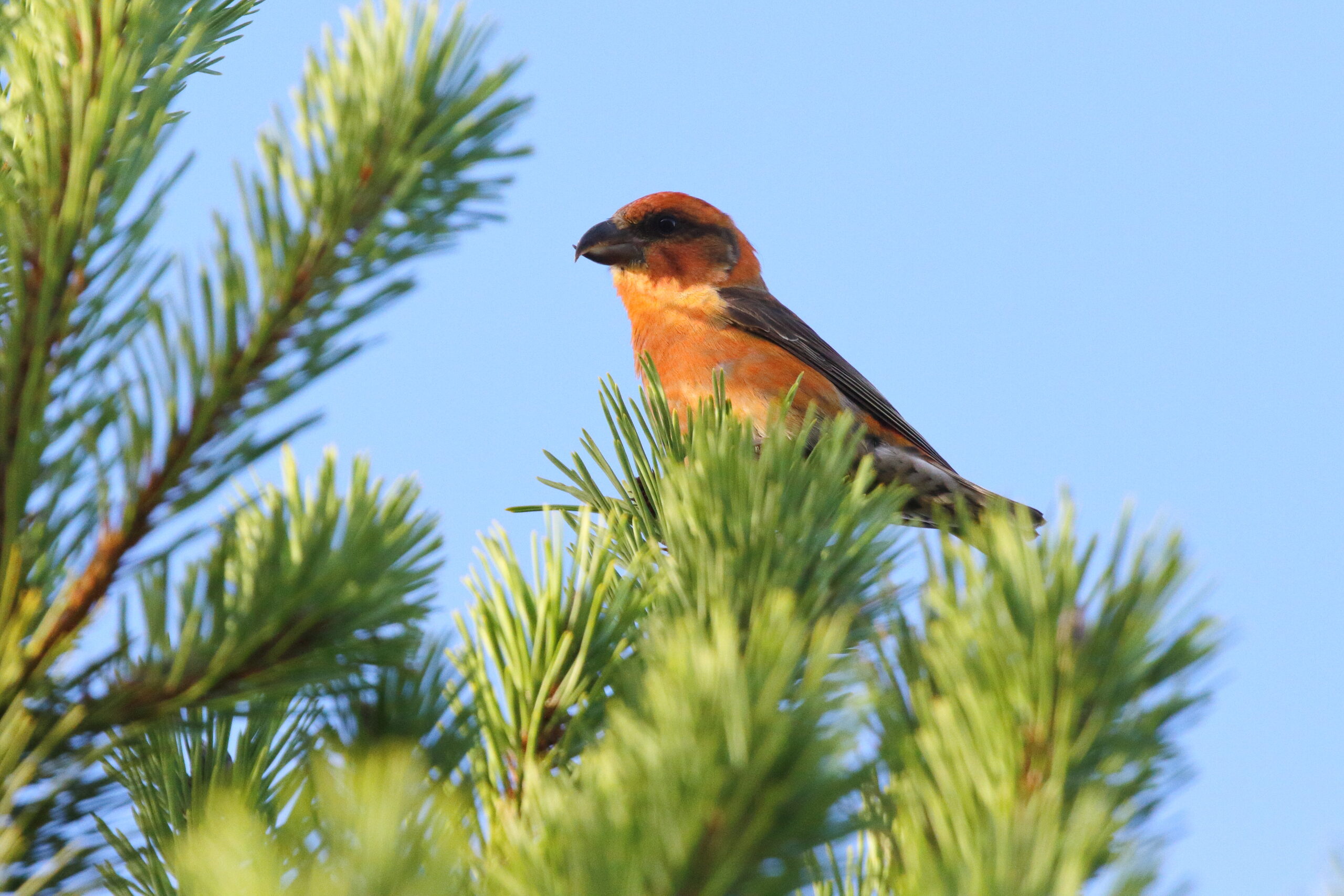 Common Crossbill. Isle of Man, October 2017 © Neil G. Morris.