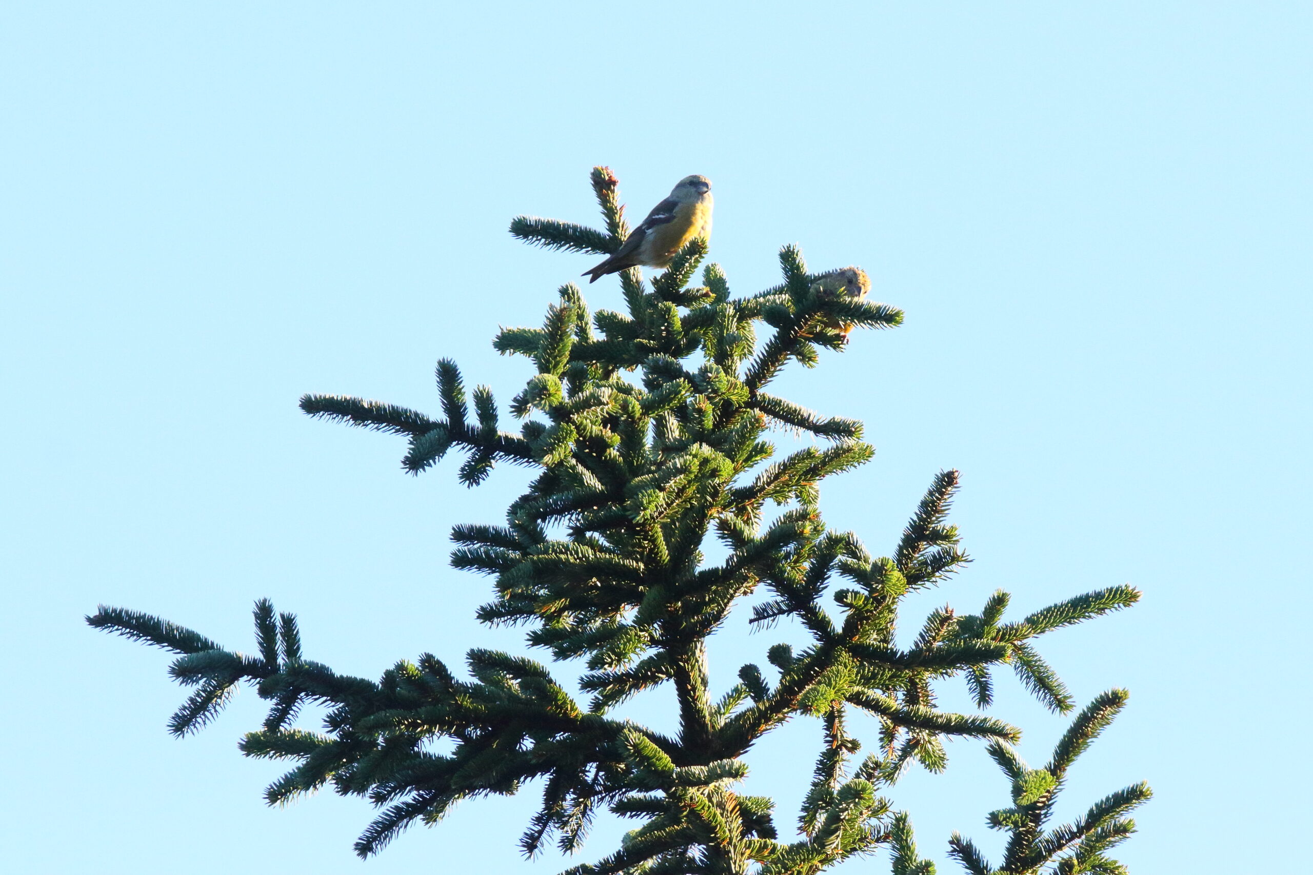 Common Crossbill. Isle of Man, October 2017 © Neil G. Morris.