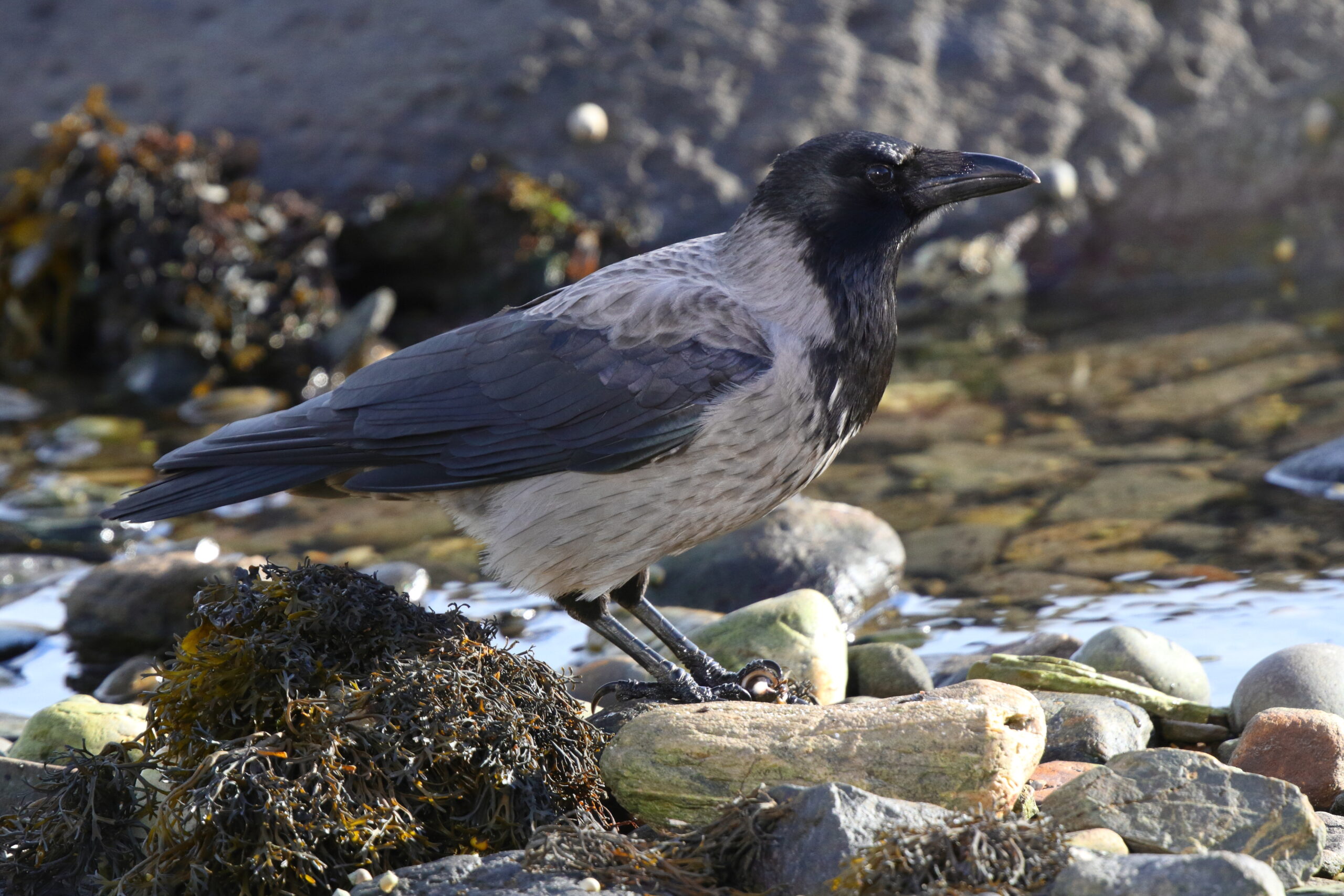 Hooded Crow. Isle of Man, November 2014 © Neil G. Morris.