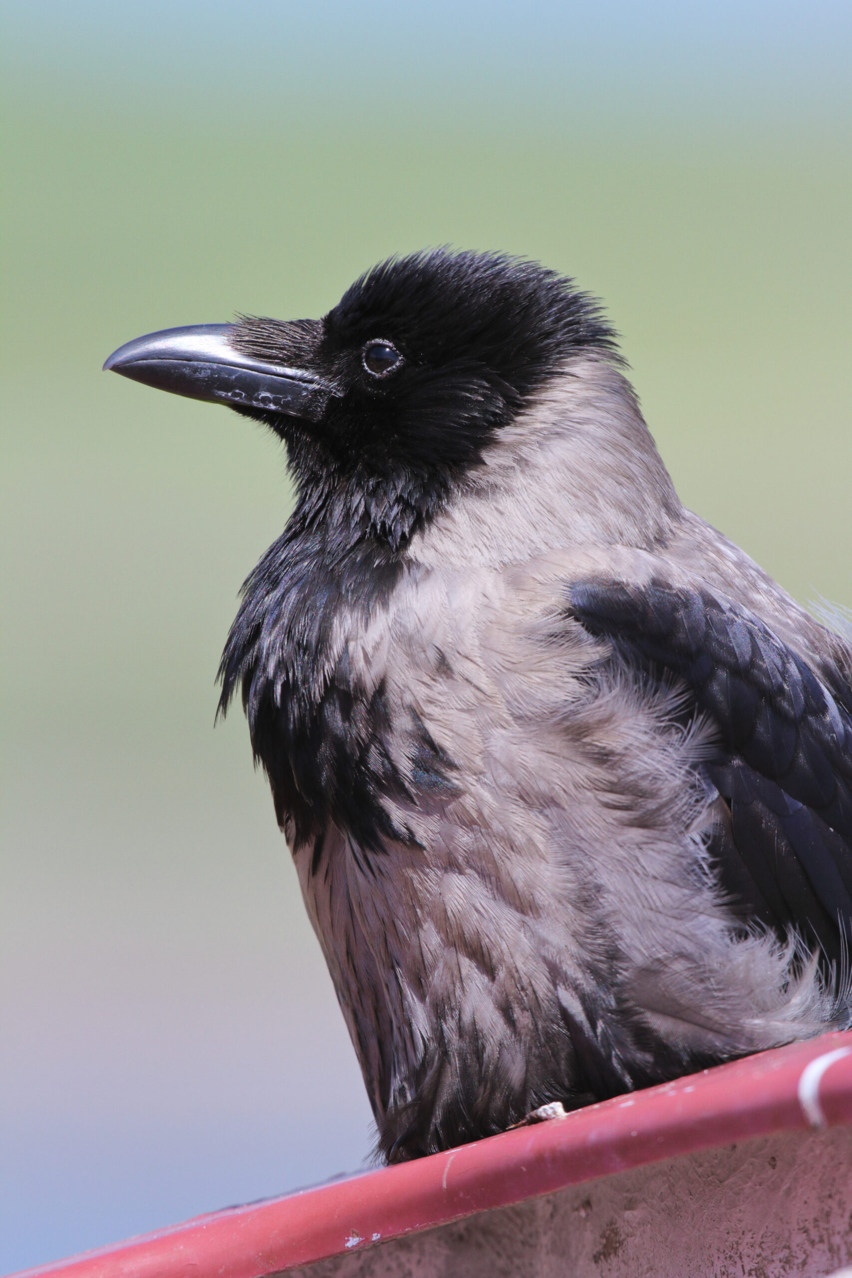 Hooded Crow. Isle of Man, June 2015 © Neil G. Morris.