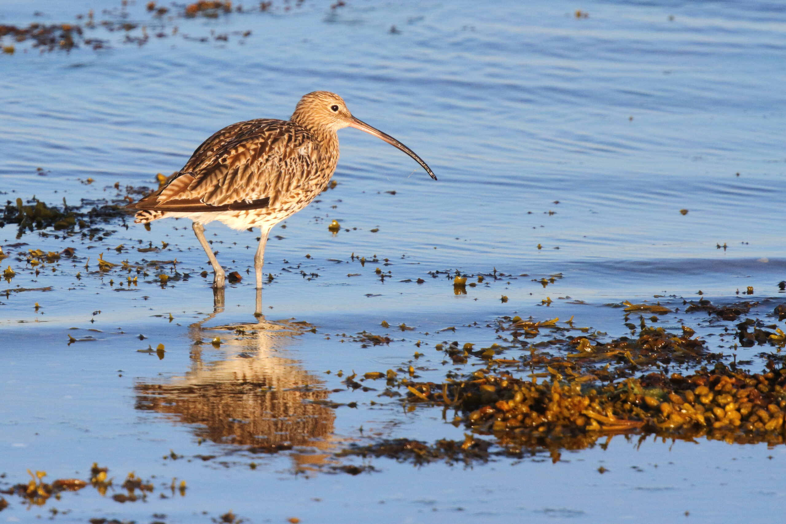 Curlew. Isle of Man, August 2017 © Neil G. Morris.