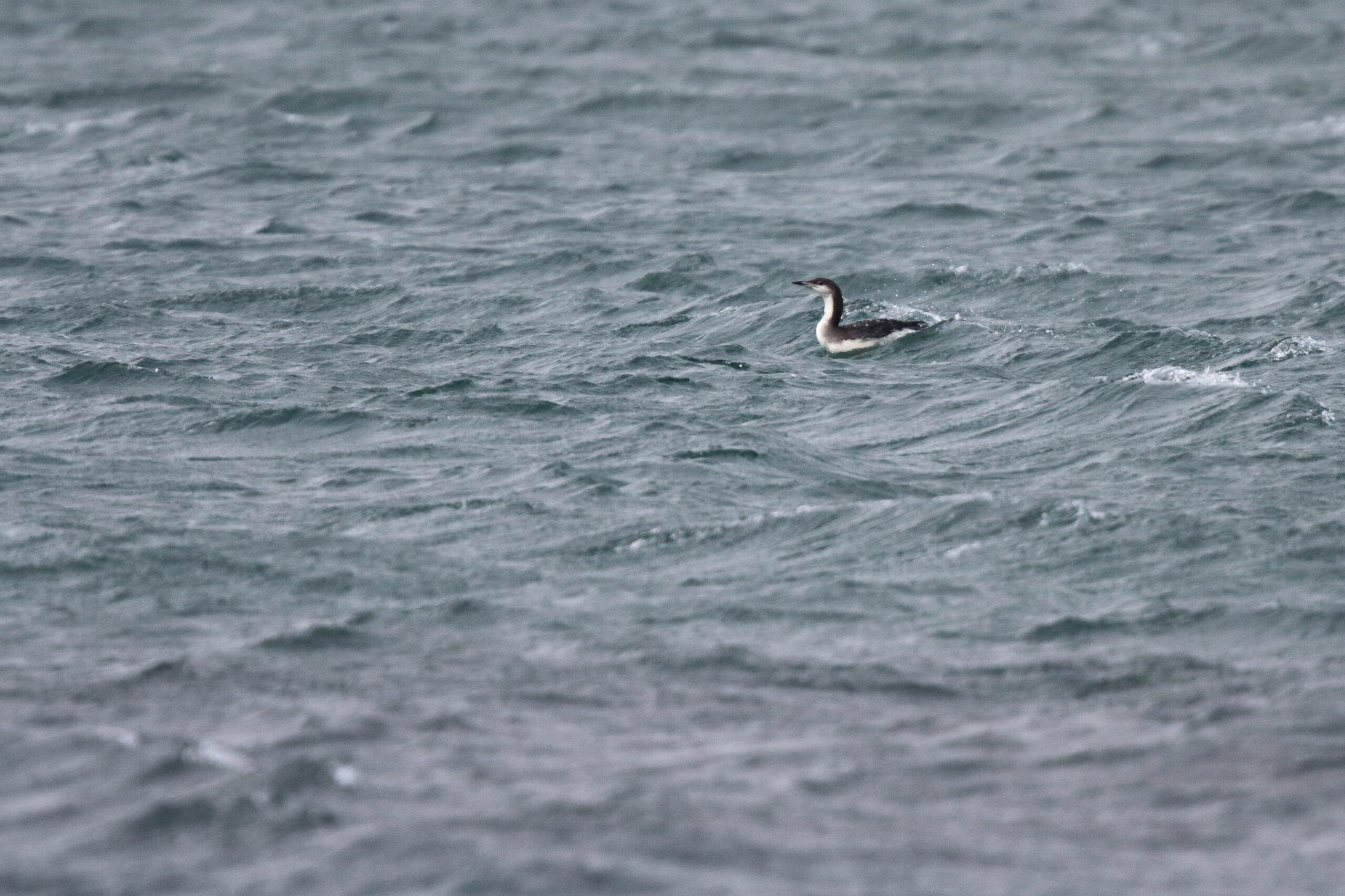 Black-throated Diver. Isle of Man, November 2015 © Neil G. Morris.