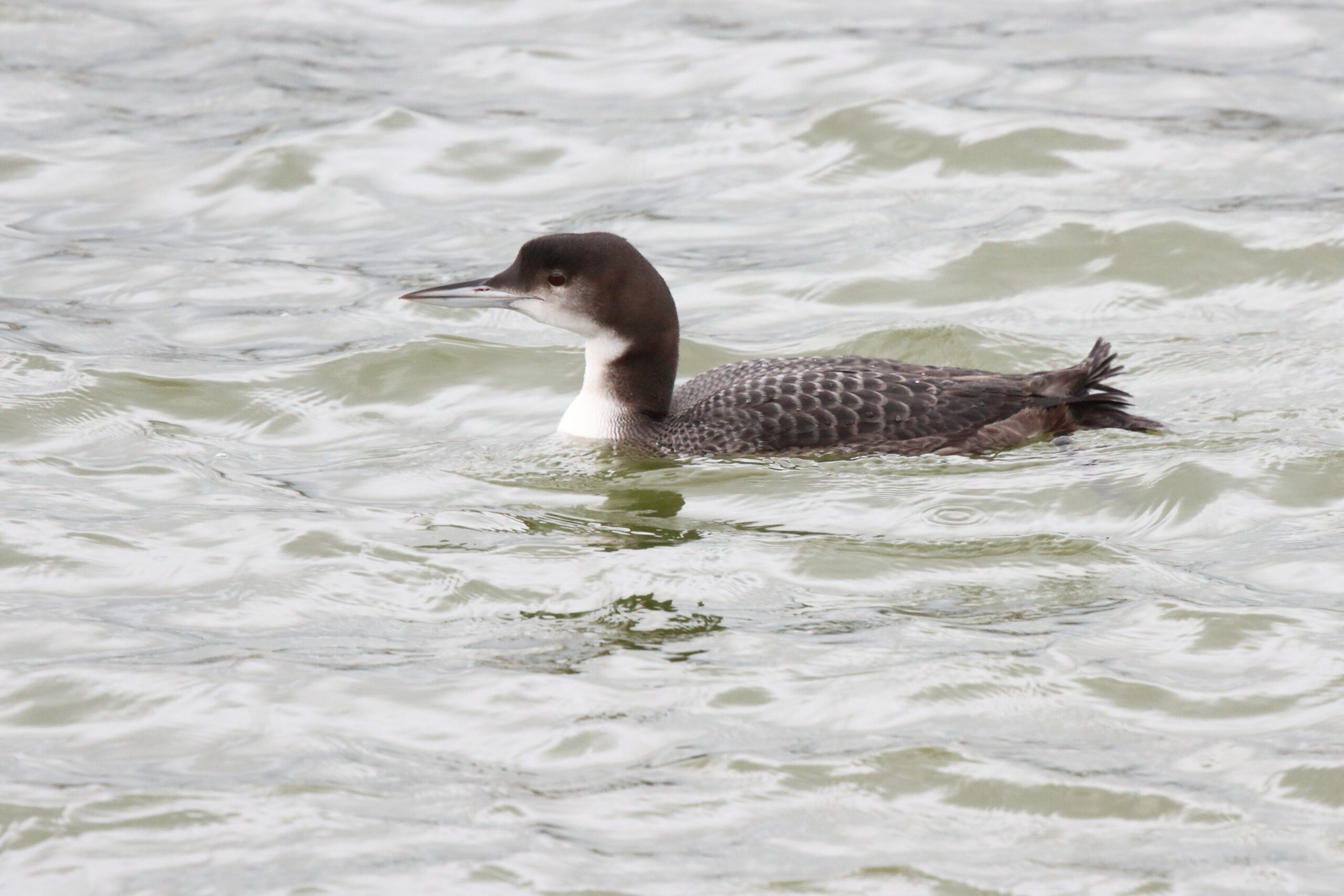 Great Northern Diver. Isle of Man, December 2015 © Neil G. Morris.