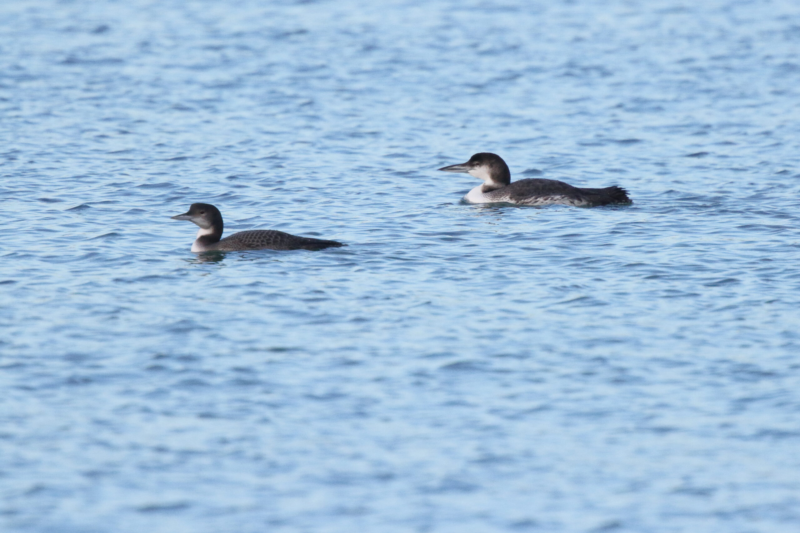 Great Northern Diver. Isle of Man, December 2015 © Neil G. Morris.