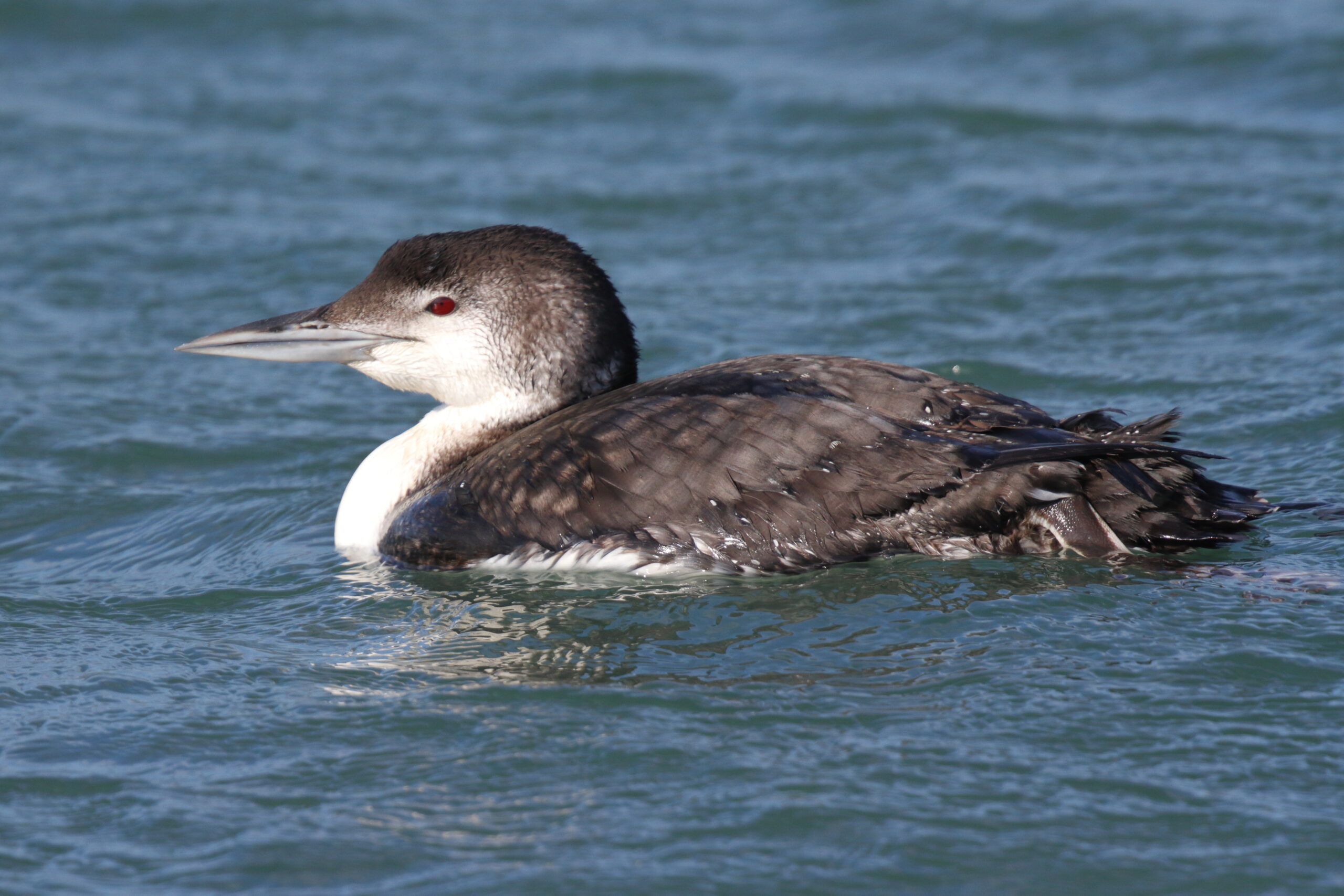Great Northern Diver. Isle of Man, March 2016 © Neil G. Morris.