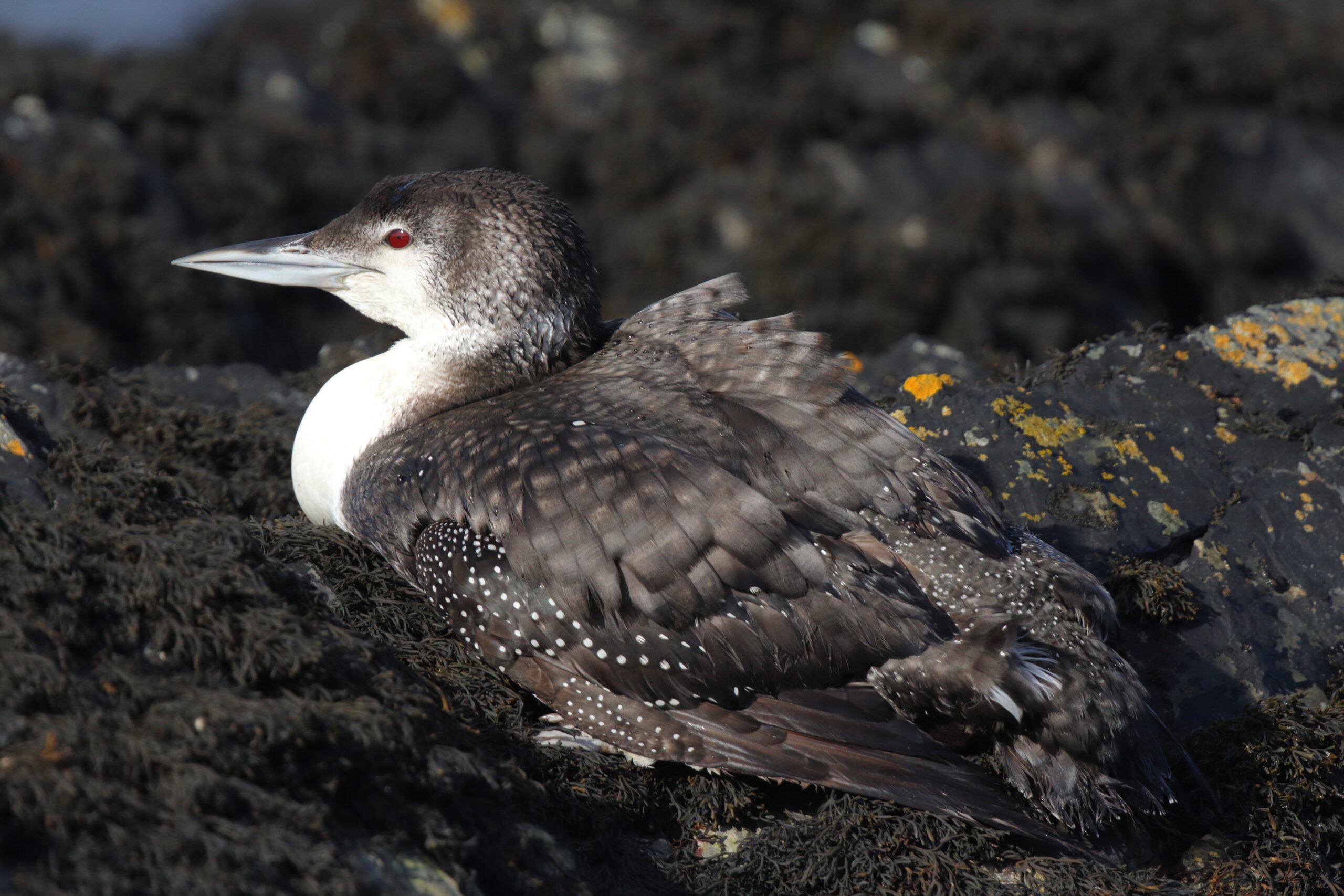 Great Northern Diver. Isle of Man, March 2016 © Neil G. Morris.