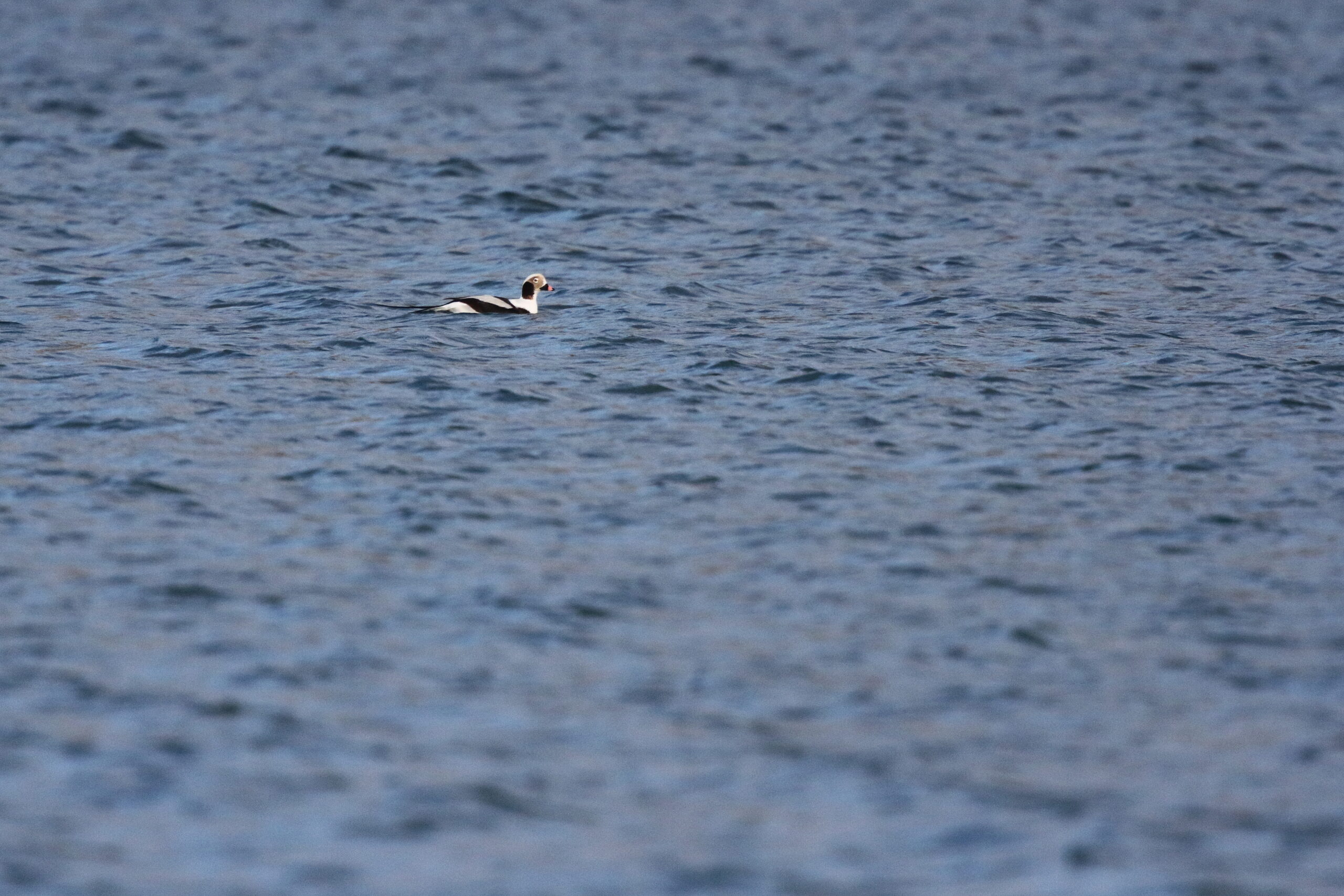 Long-tailed Duck. Isle of Man, January 2016 © Neil G. Morris.