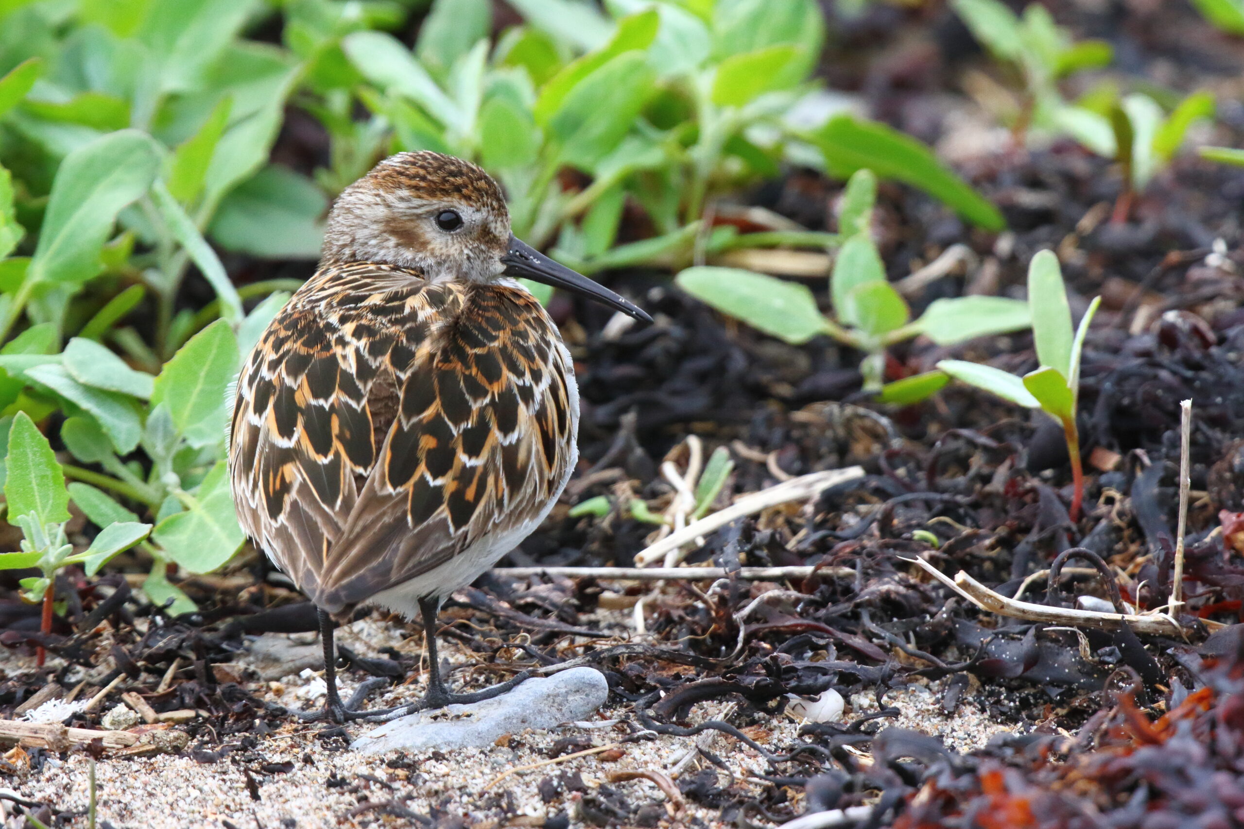 Dunlin. Isle of Man, May 2015 © Neil G. Morris.