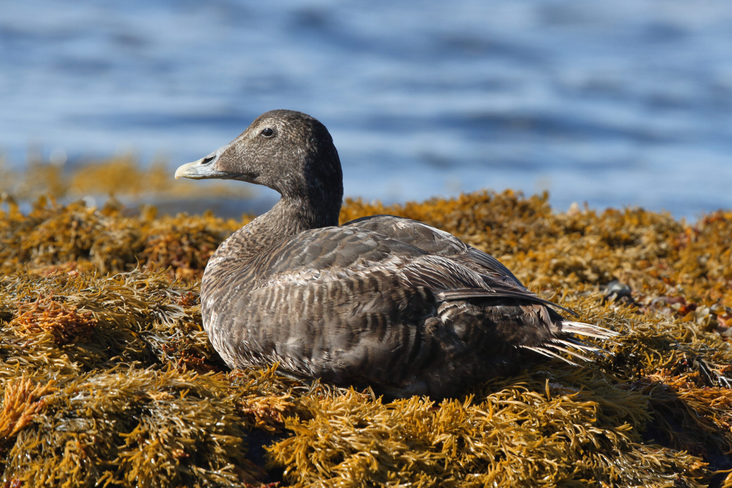 (Common) Eider. Isle of Man, August 2014 © Neil G. Morris.