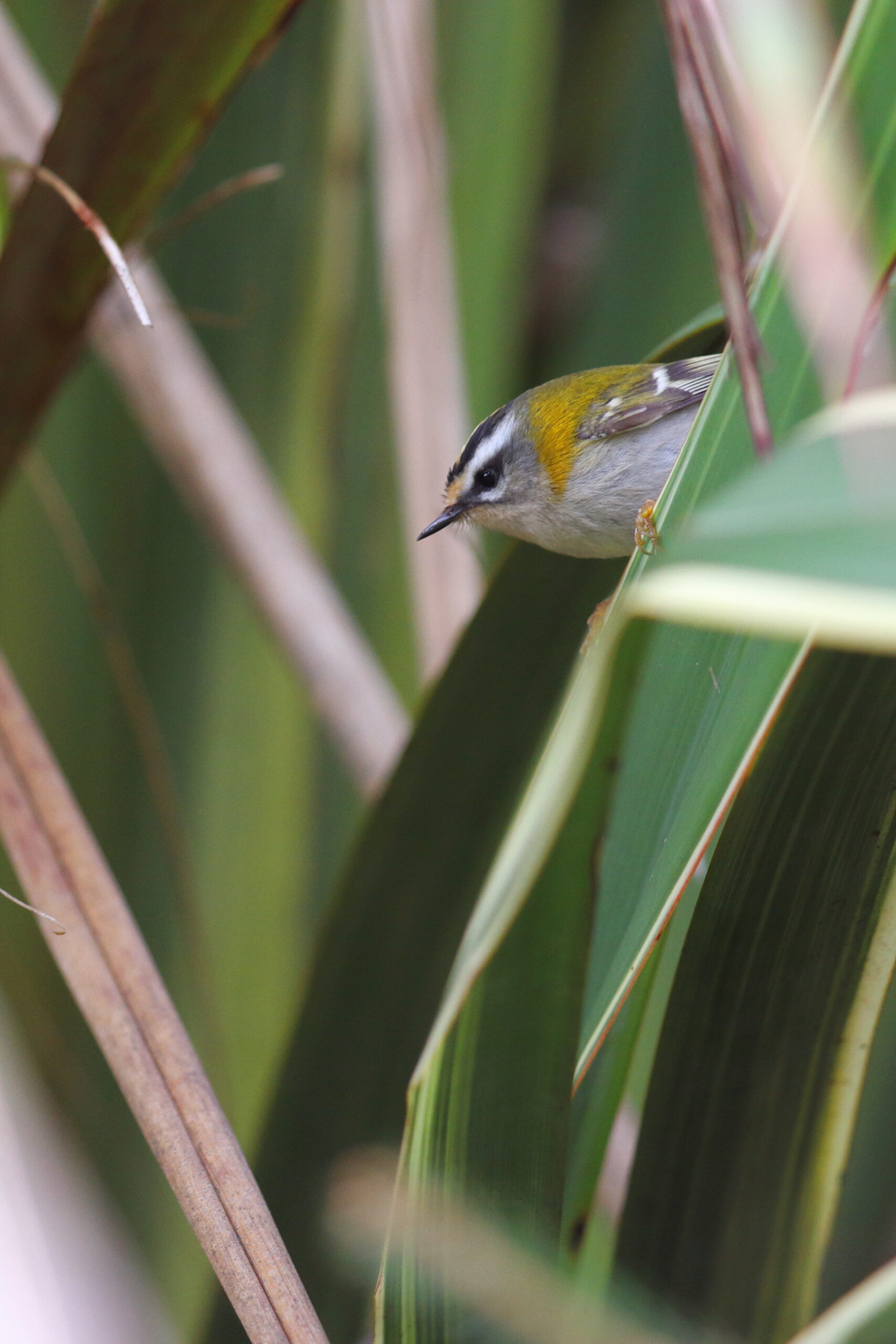 Firecrest. Isle of Man, February 2015 © Neil G. Morris.