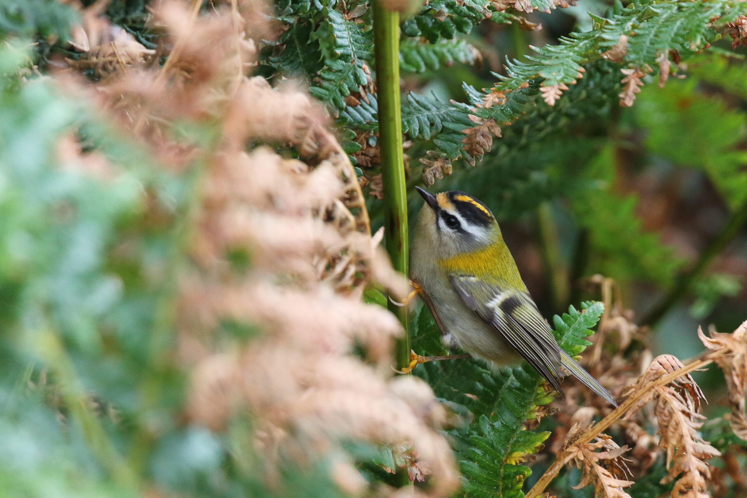 Firecrest. Isle of Man, October 2015 © Neil G. Morris.