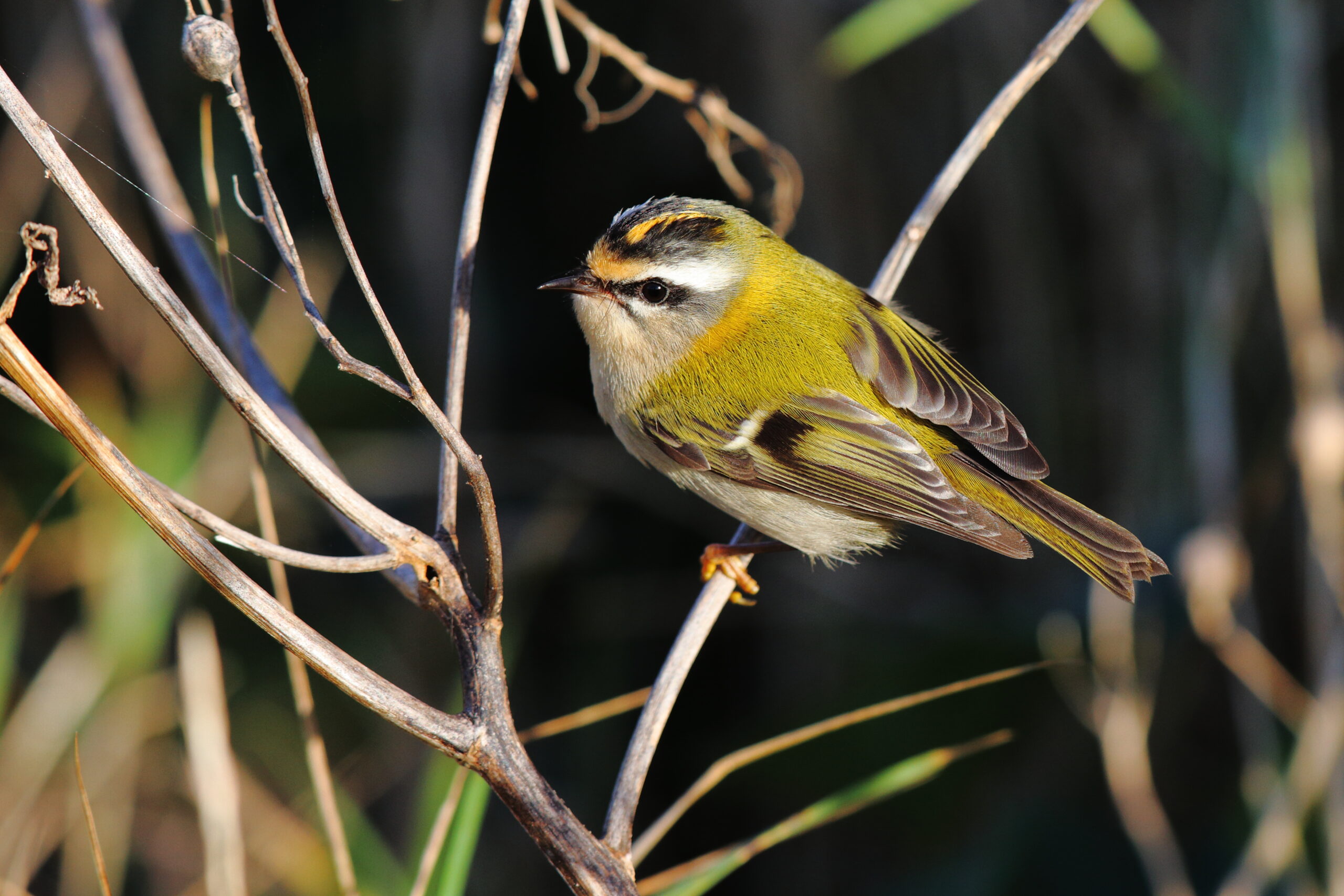 Firecrest. Isle of Man, October 2015 © Neil G. Morris.