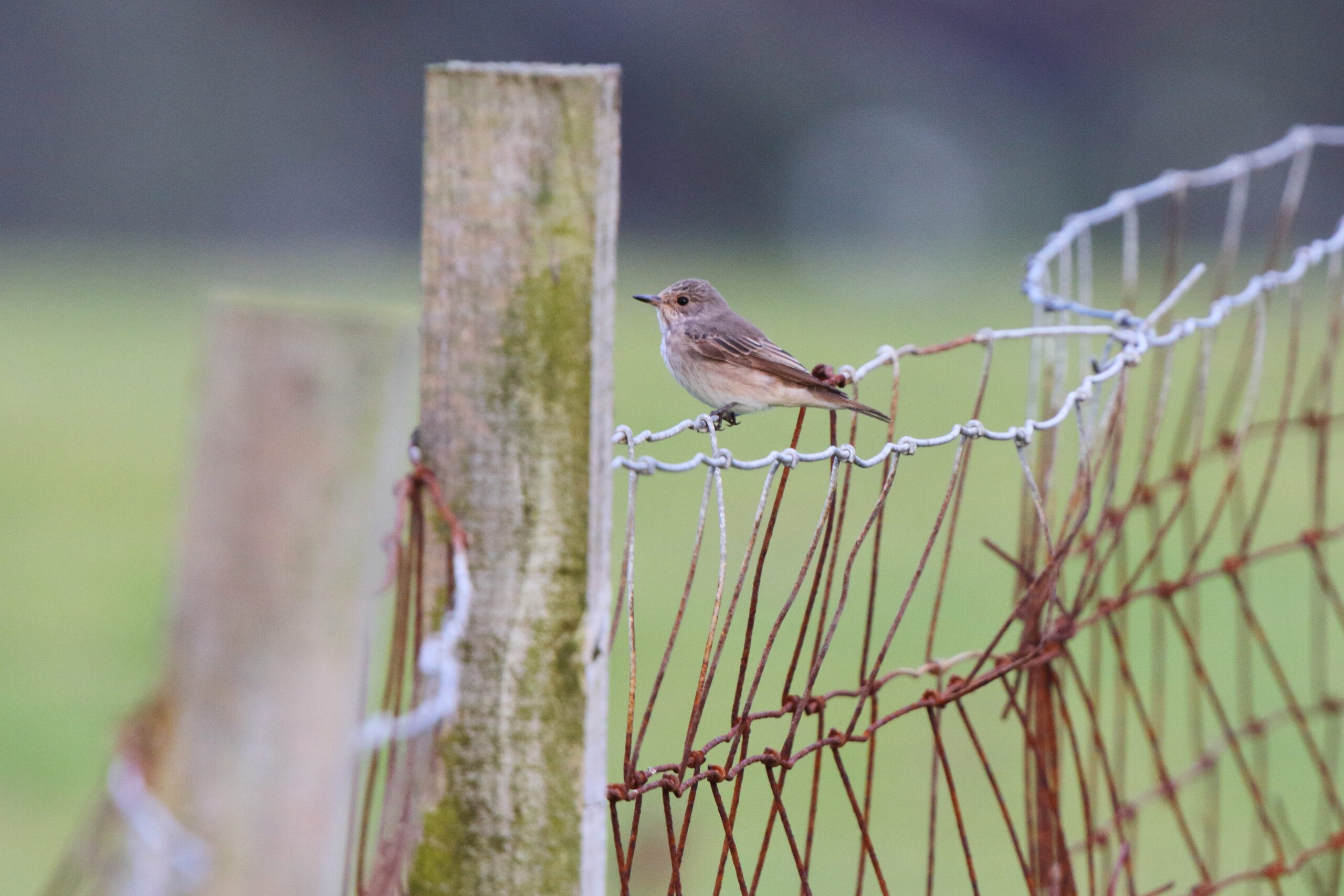 Spotted Flycatcher. Isle of Man, August 2016 © Neil G. Morris.