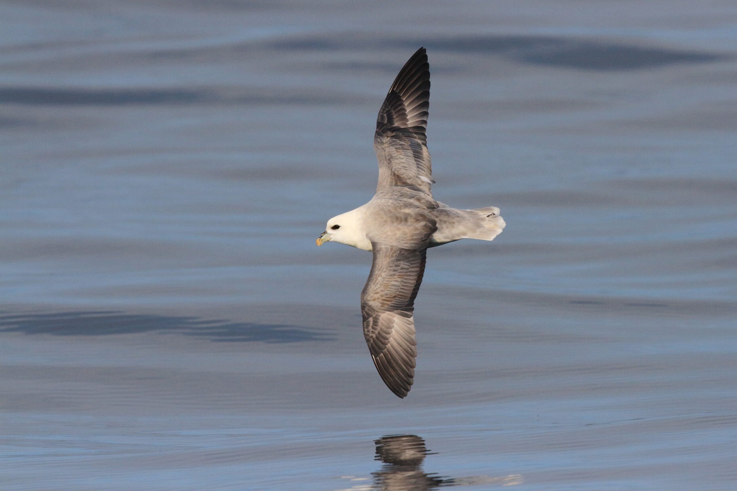 Fulmar. Isle of Man, August 2015 © Neil G. Morris.