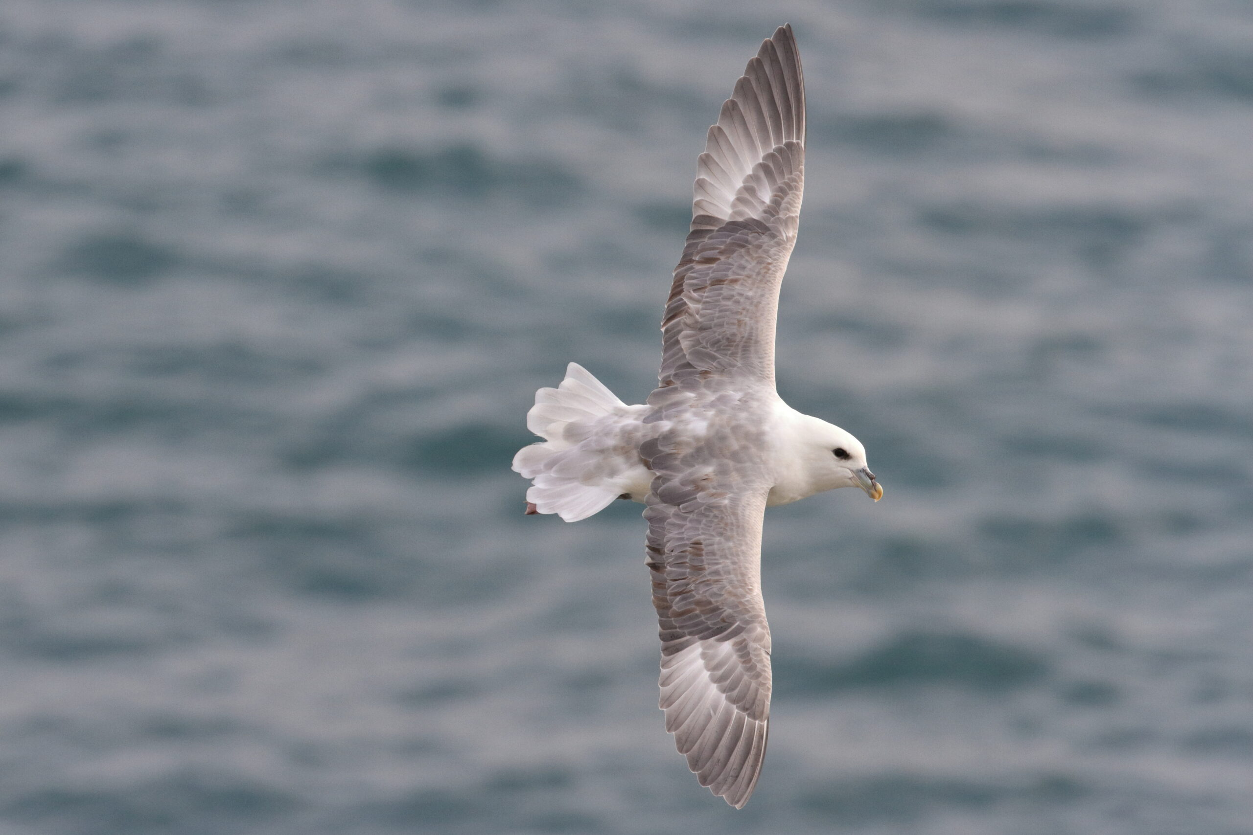 Fulmar. Isle of Man, November 2014 © Neil G. Morris.