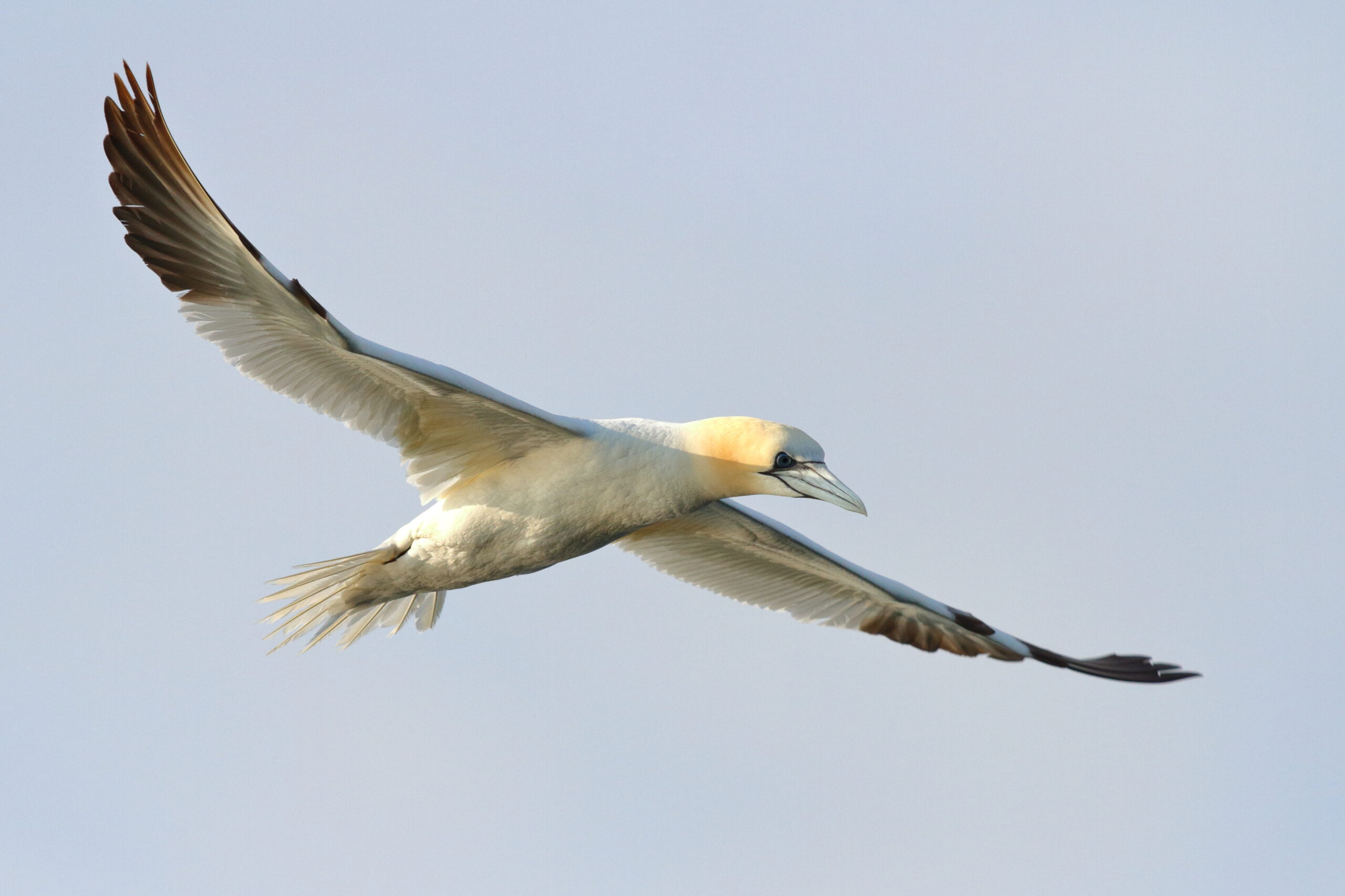 Gannet. Isle of Man, August 2015 © Neil G. Morris.