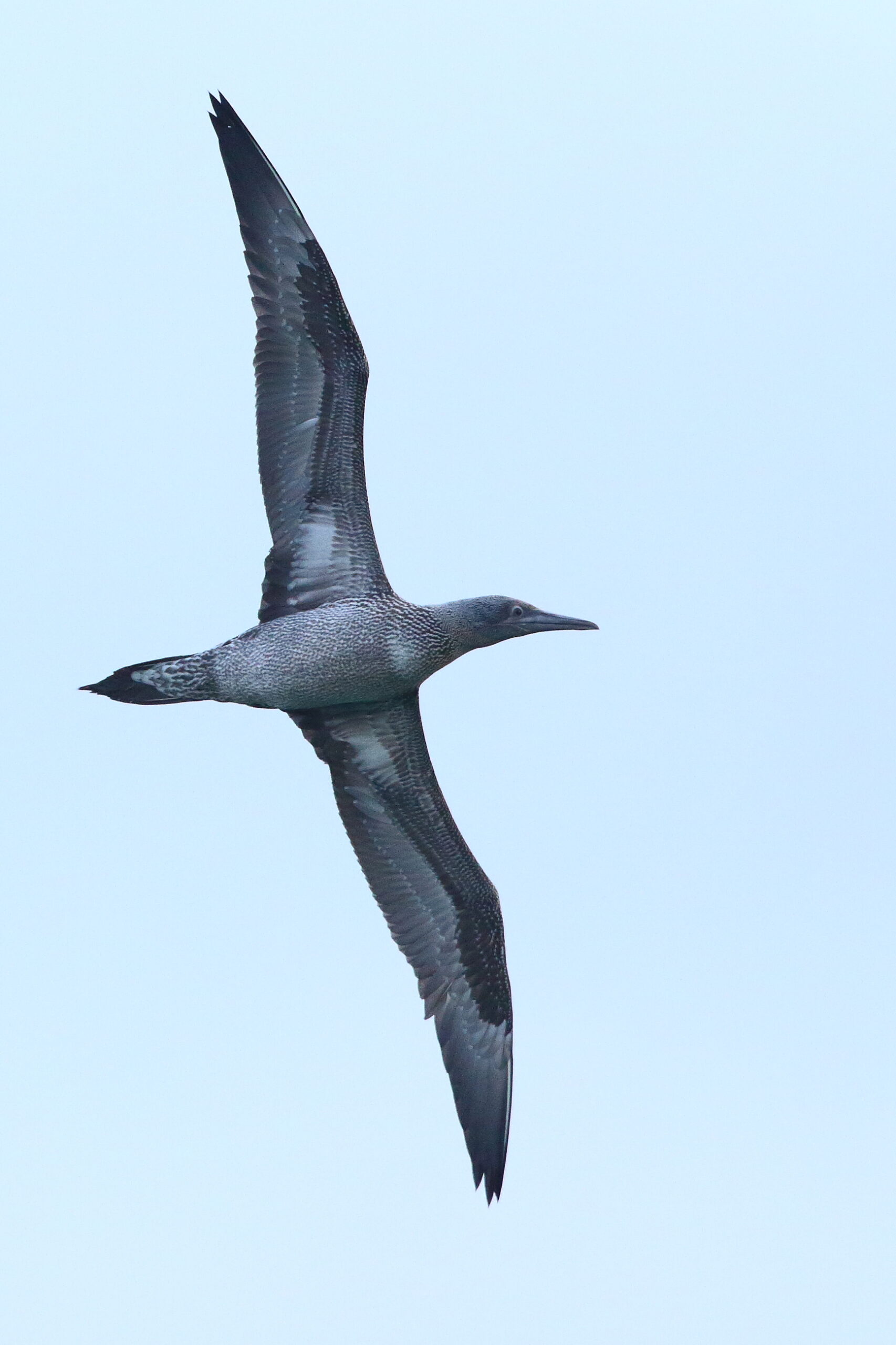 Gannet. Isle of Man, November 2015 © Neil G. Morris.