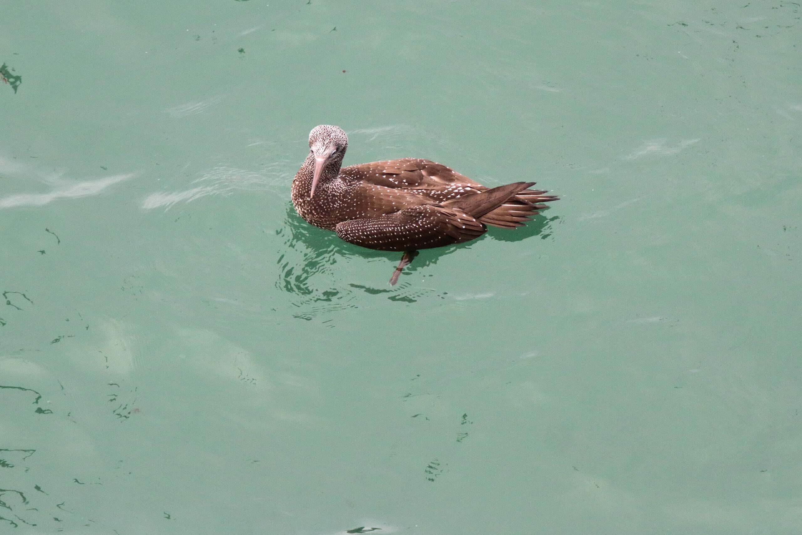 Gannet. Isle of Man, November 2015 © Neil G. Morris.