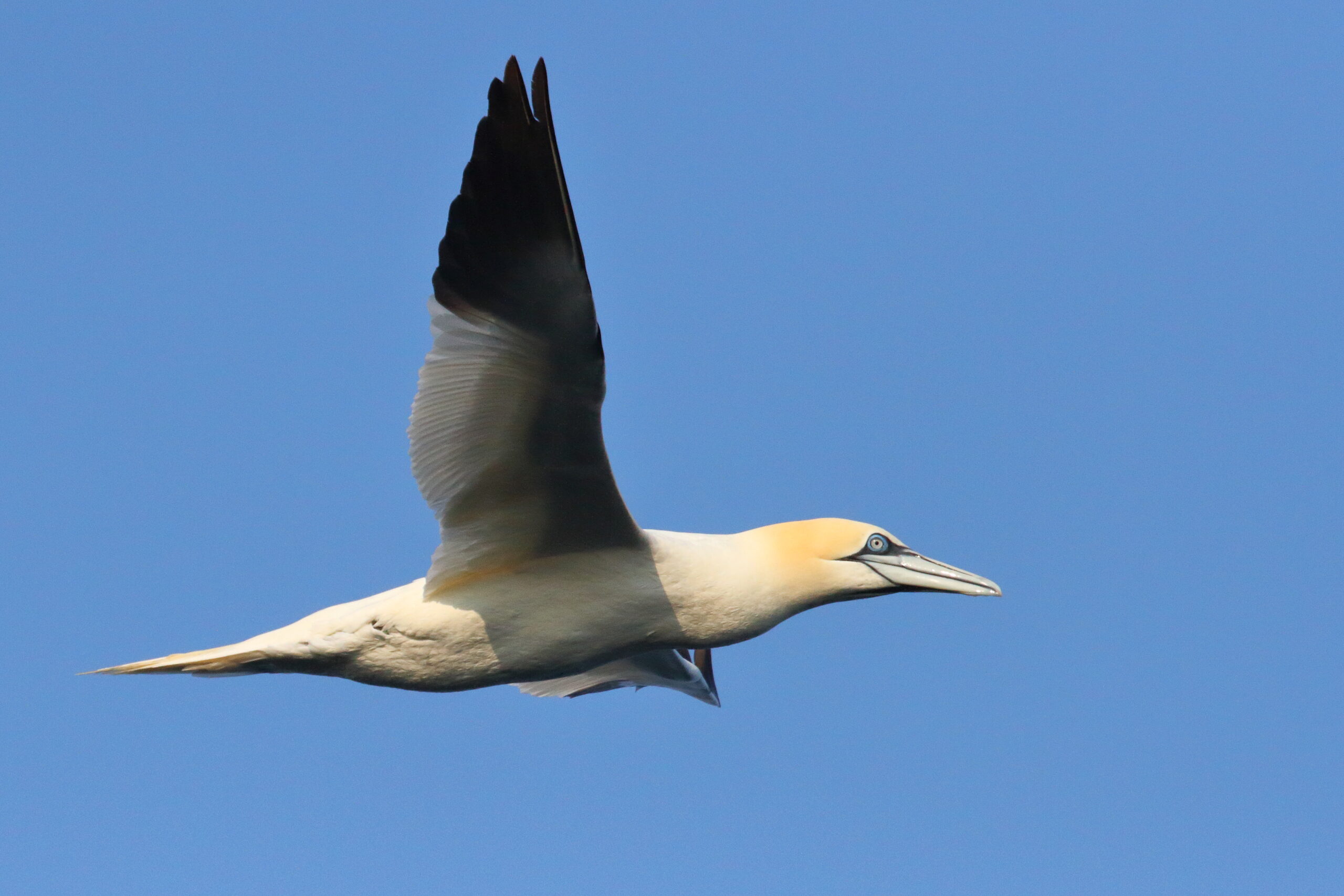 Gannet. Isle of Man, May 2016 © Neil G. Morris.